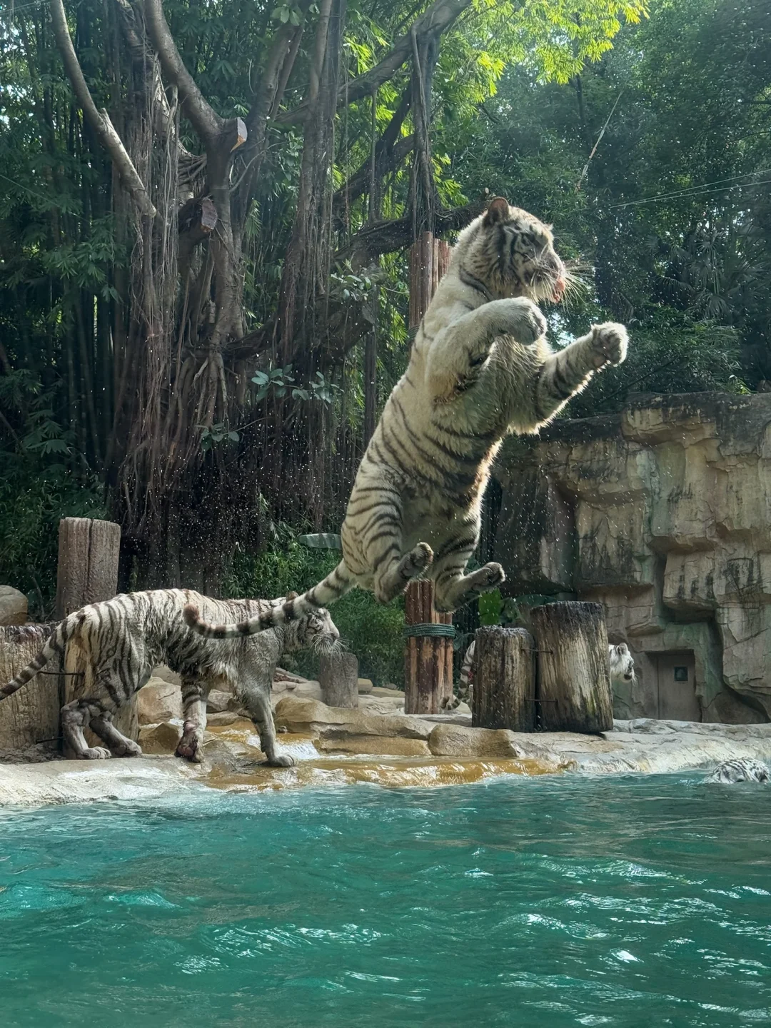 我宣布，长隆的动物真的是散养的