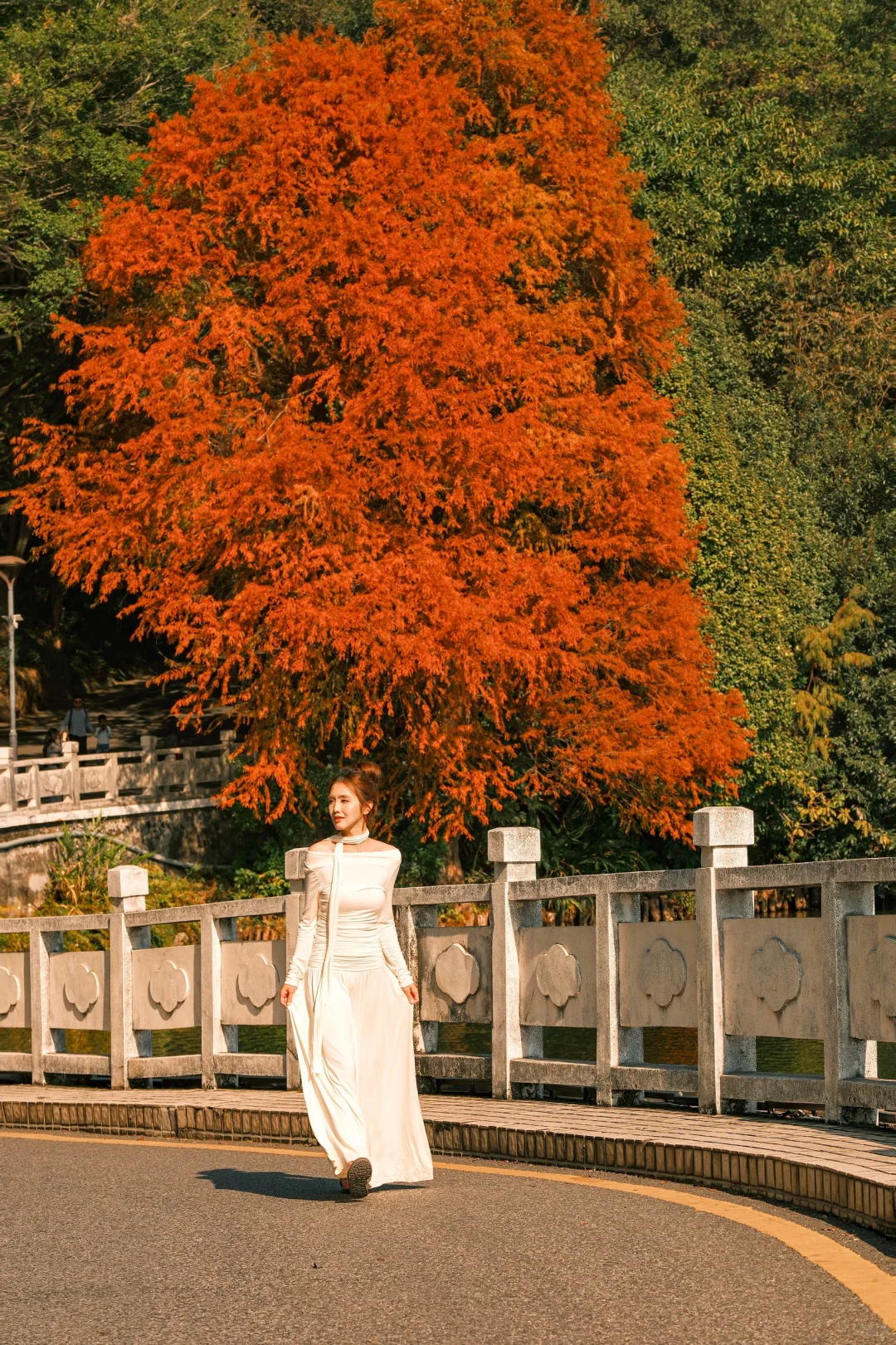 仙湖City walk📍落羽杉已美到最大值(附攻略