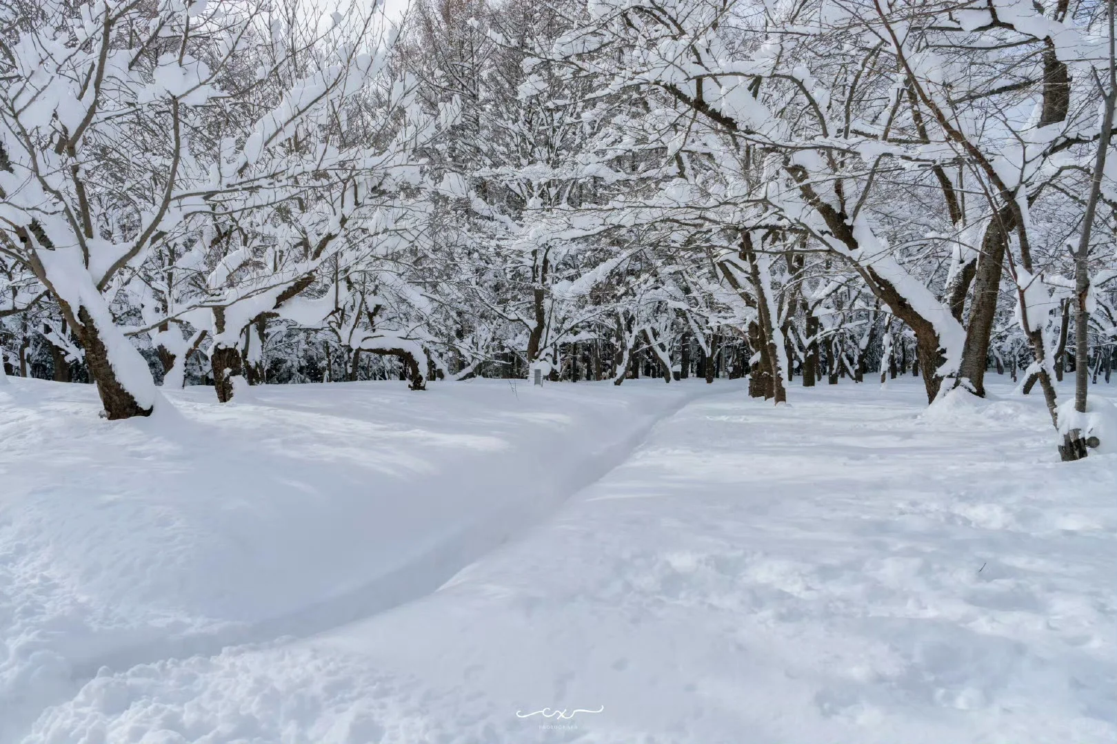 札幌必打卡景點：圓山公園｜攻略