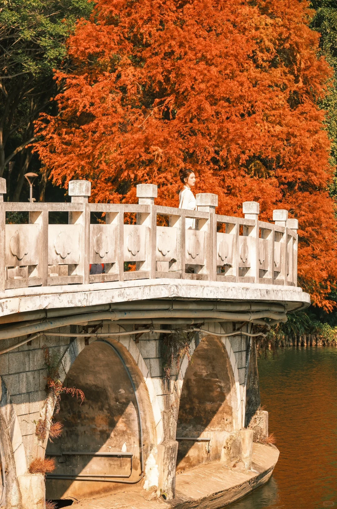 仙湖City walk📍落羽杉已美到最大值(附攻略