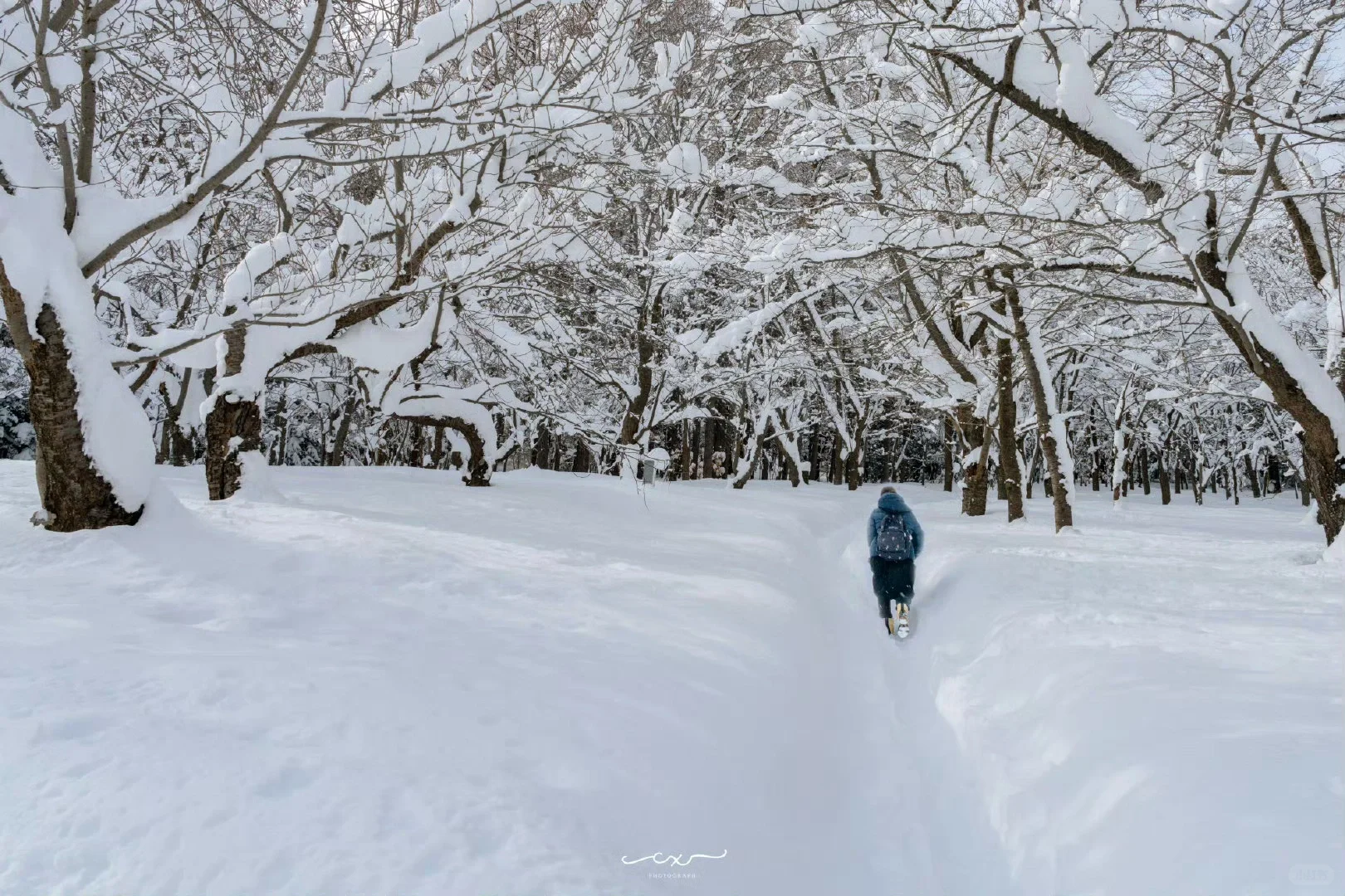 札幌必打卡景點：圓山公園｜攻略
