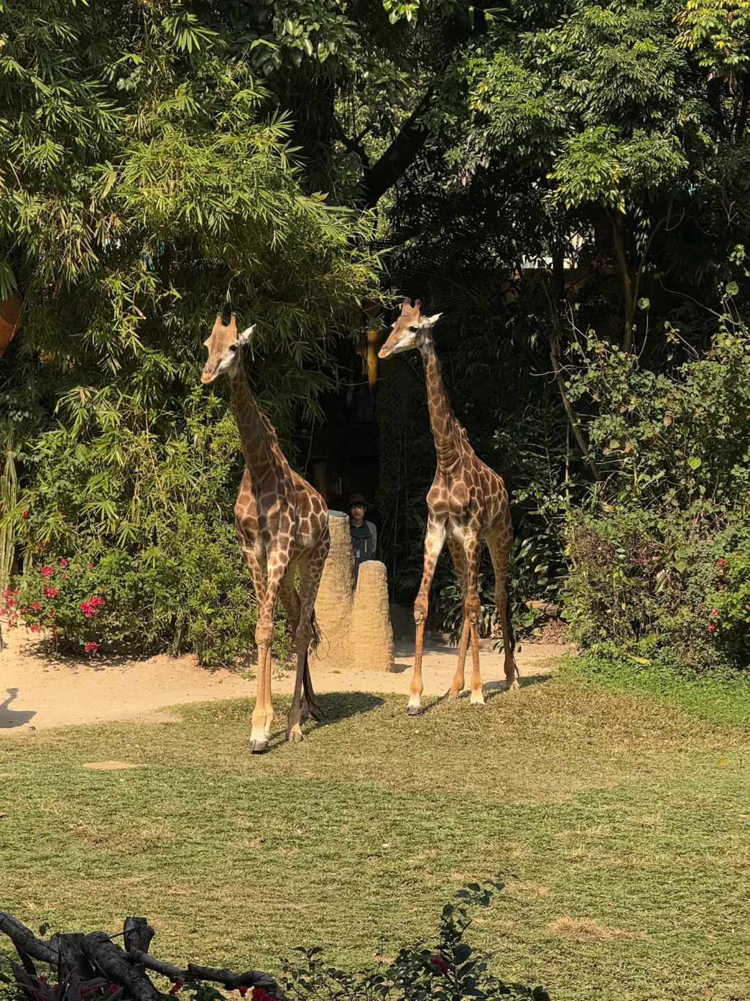 我宣布，长隆的动物真的是散养的