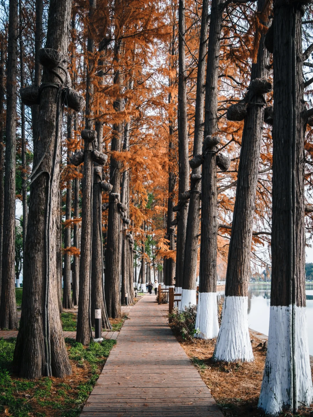 东湖听涛景区|赶上水杉的末班车
