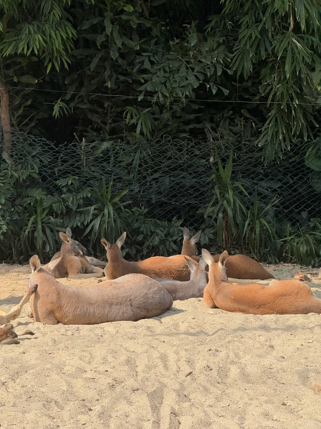 我宣布，长隆的动物真的是散养的