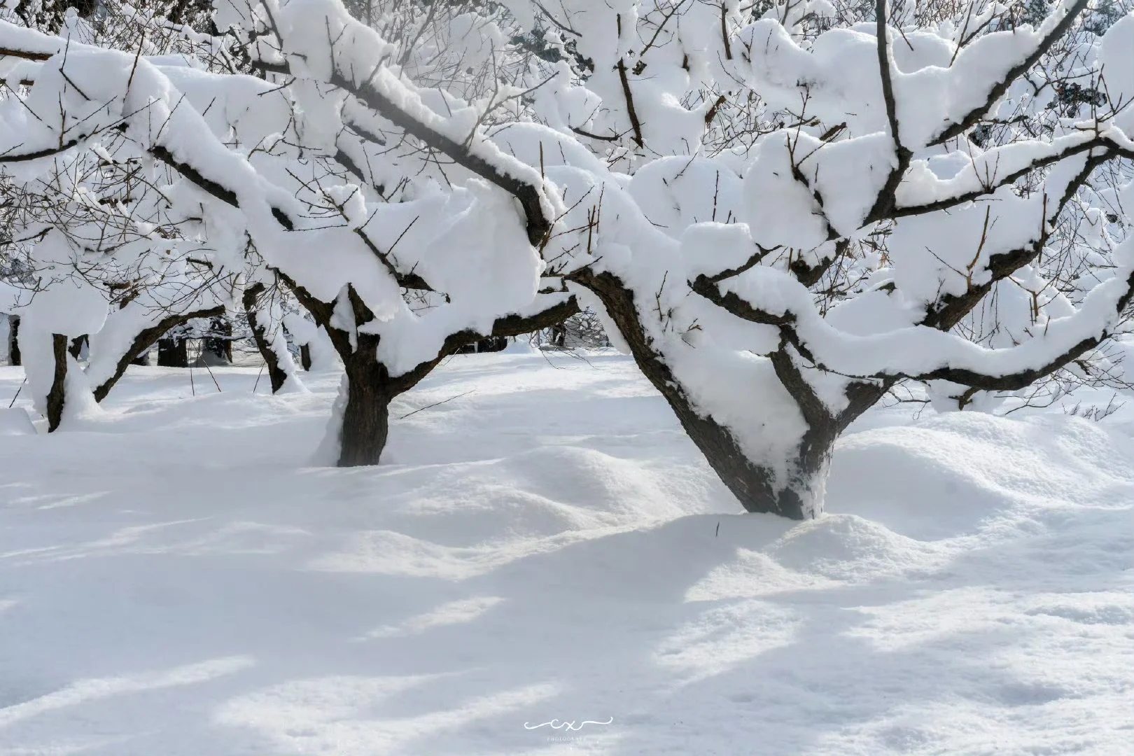 札幌必打卡景點：圓山公園｜攻略