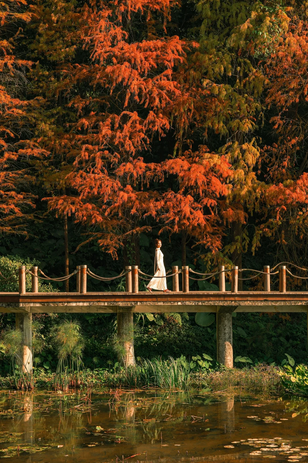 仙湖City walk📍落羽杉已美到最大值(附攻略