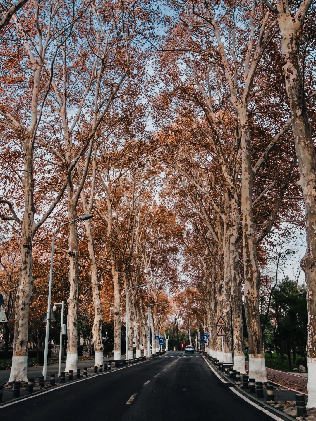 东湖听涛景区|赶上水杉的末班车