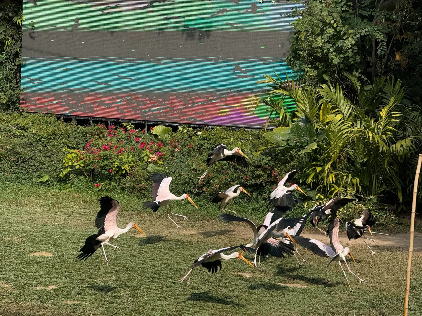 我宣布，长隆的动物真的是散养的