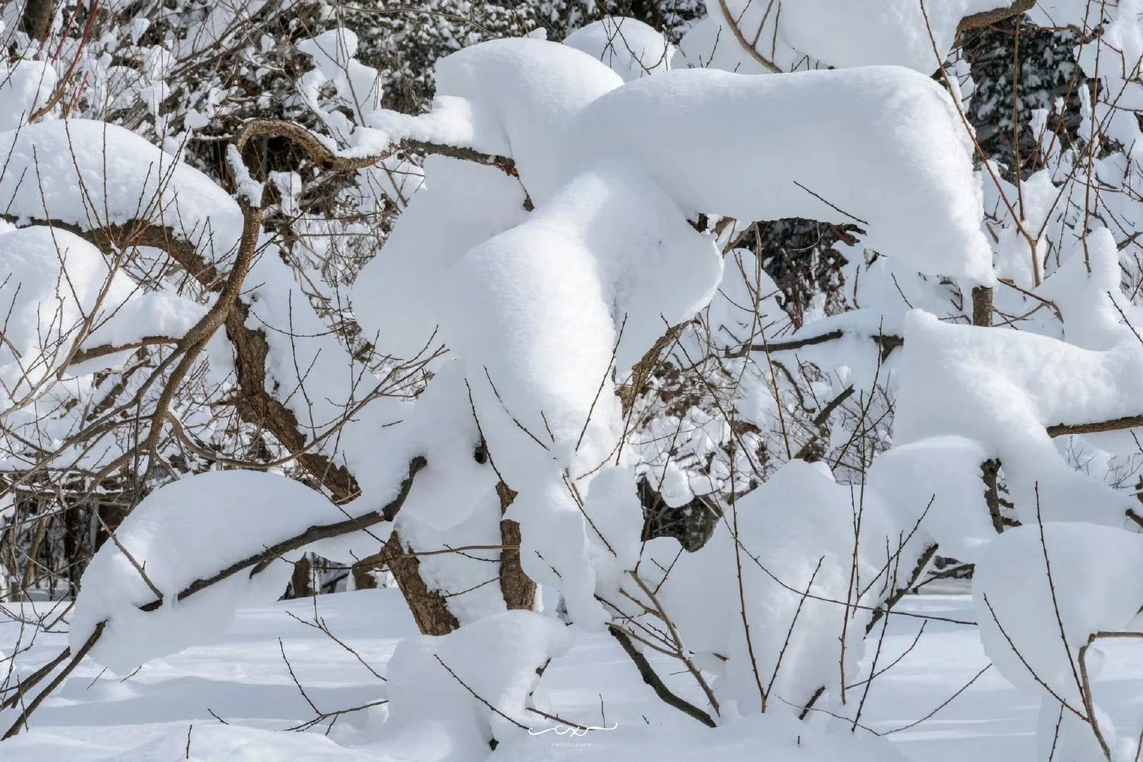 札幌必打卡景點：圓山公園｜攻略
