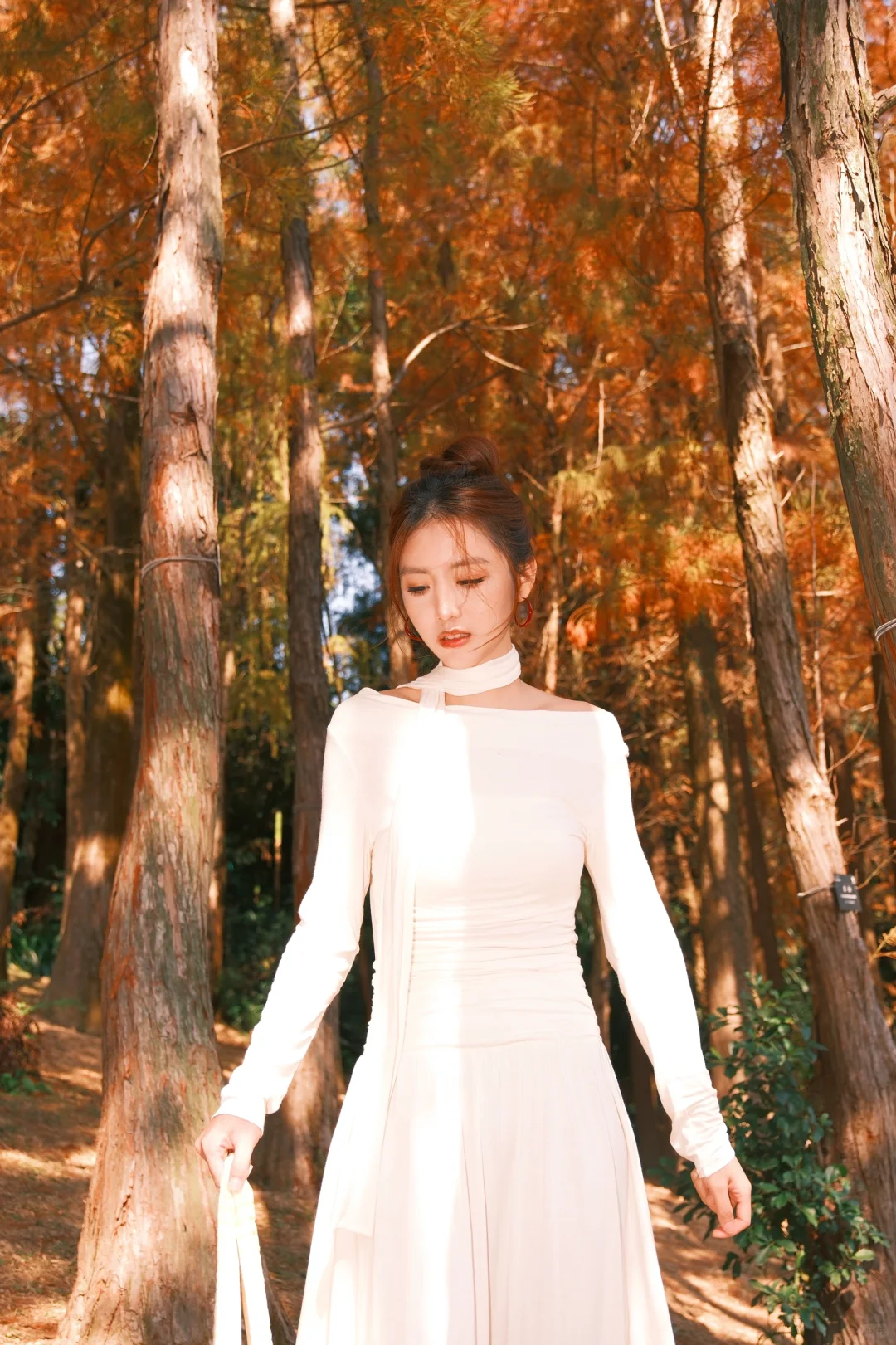 仙湖City walk📍落羽杉已美到最大值(附攻略