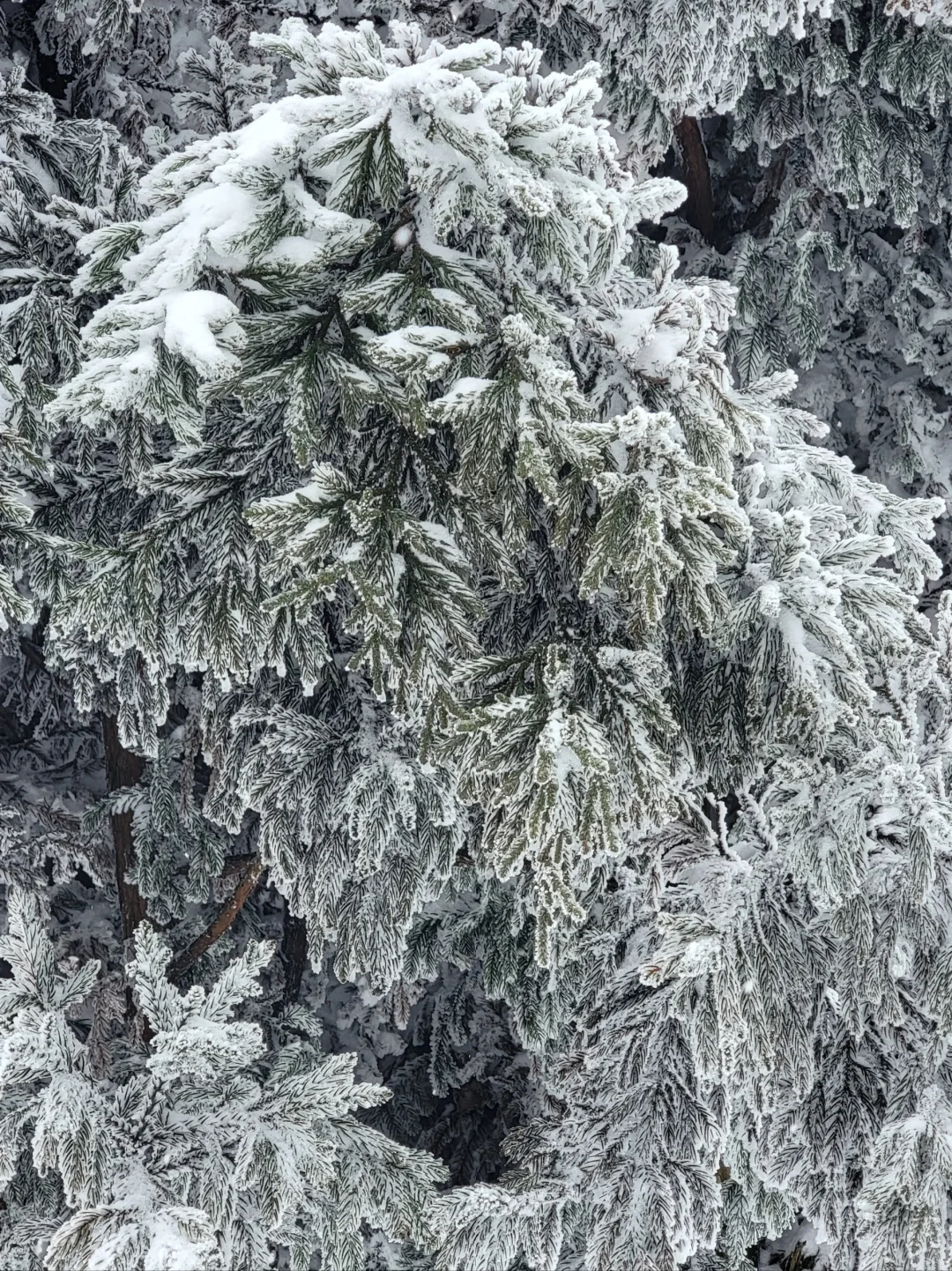 南岳衡山2025第一波雾凇全攻略