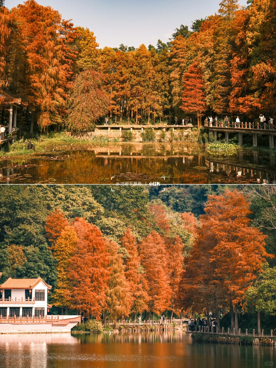 仙湖City walk📍落羽杉已美到最大值(附攻略