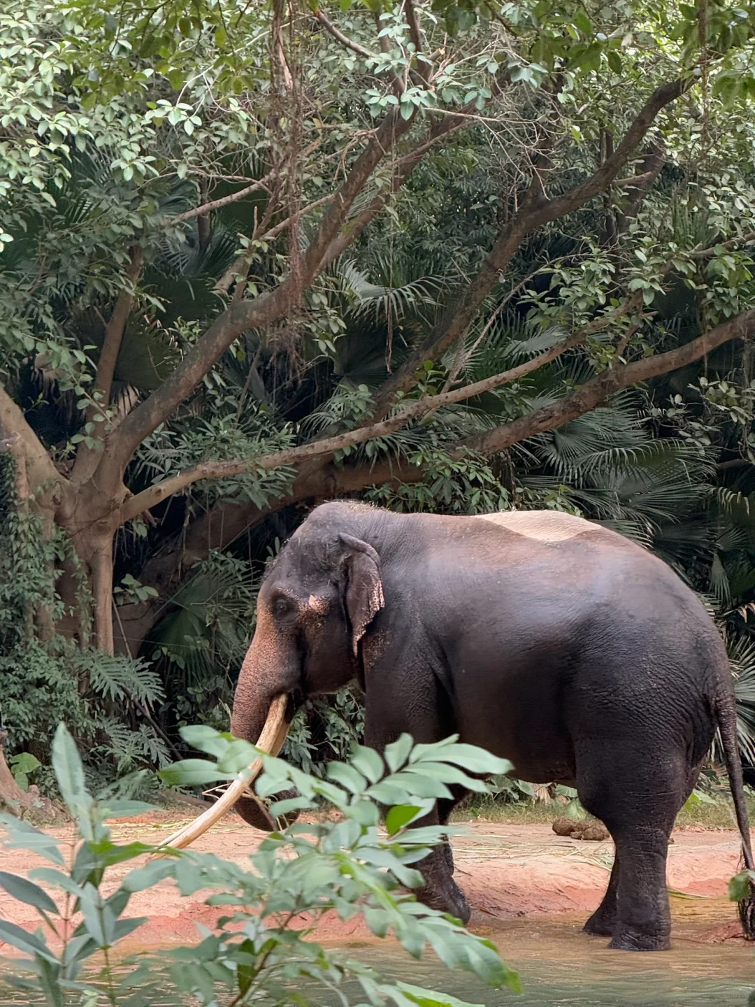 我宣布，长隆的动物真的是散养的