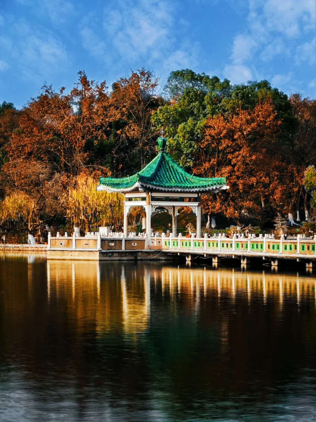 东湖听涛景区|赶上水杉的末班车