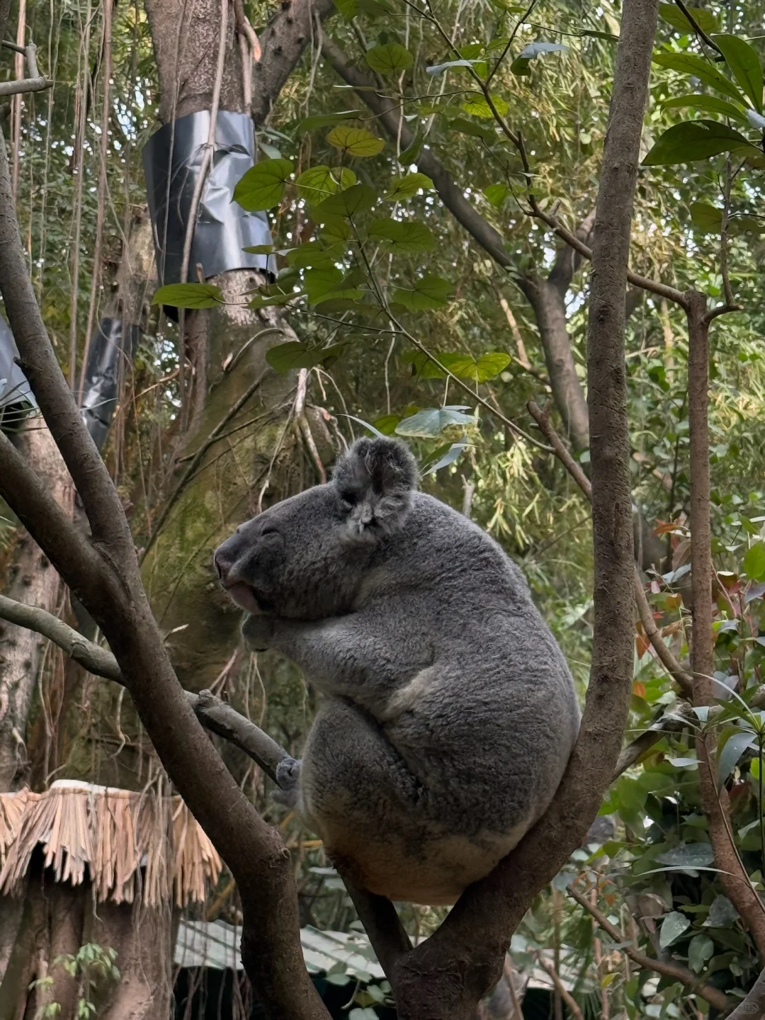 我宣布，长隆的动物真的是散养的