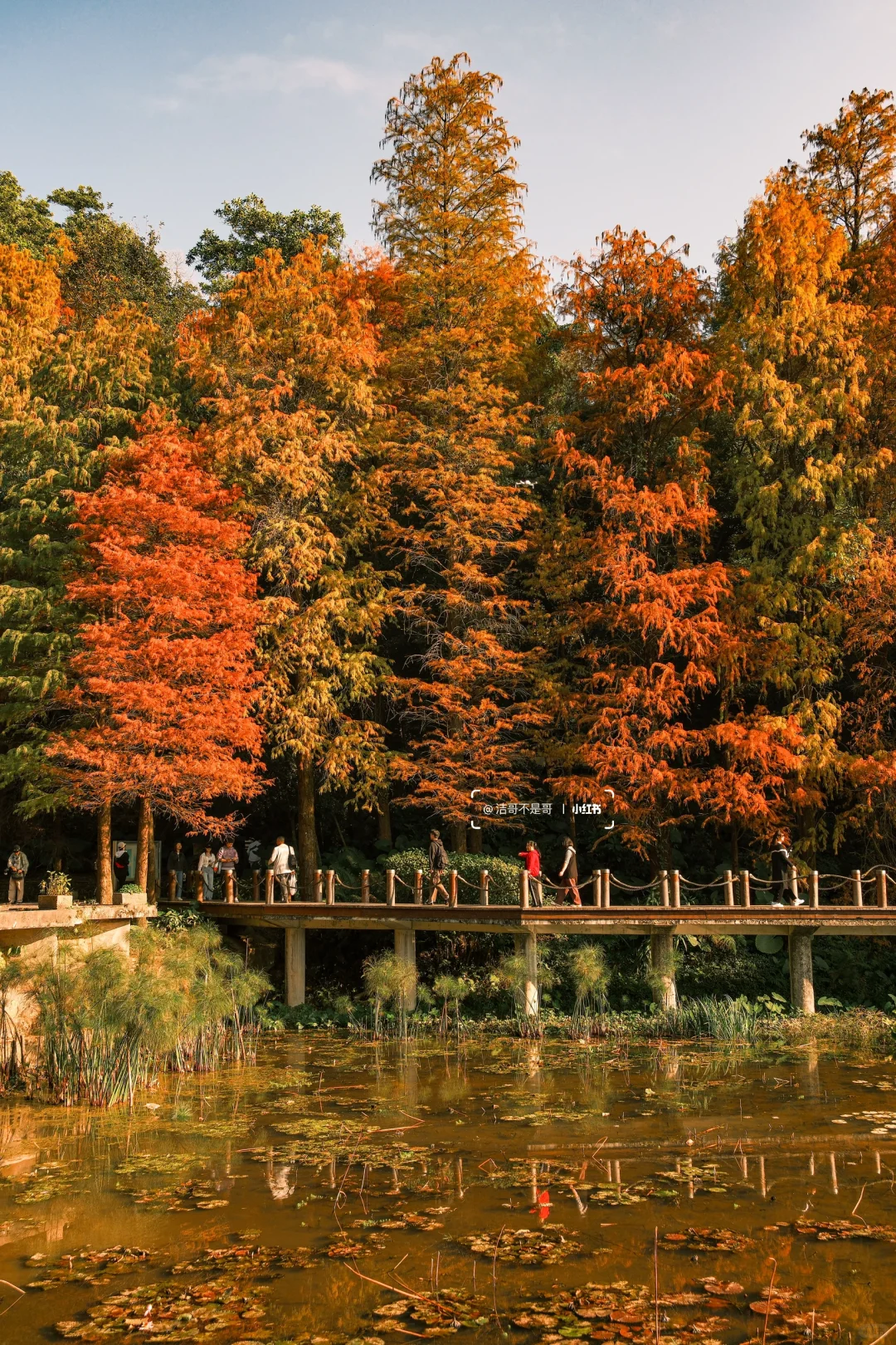 仙湖City walk📍落羽杉已美到最大值(附攻略