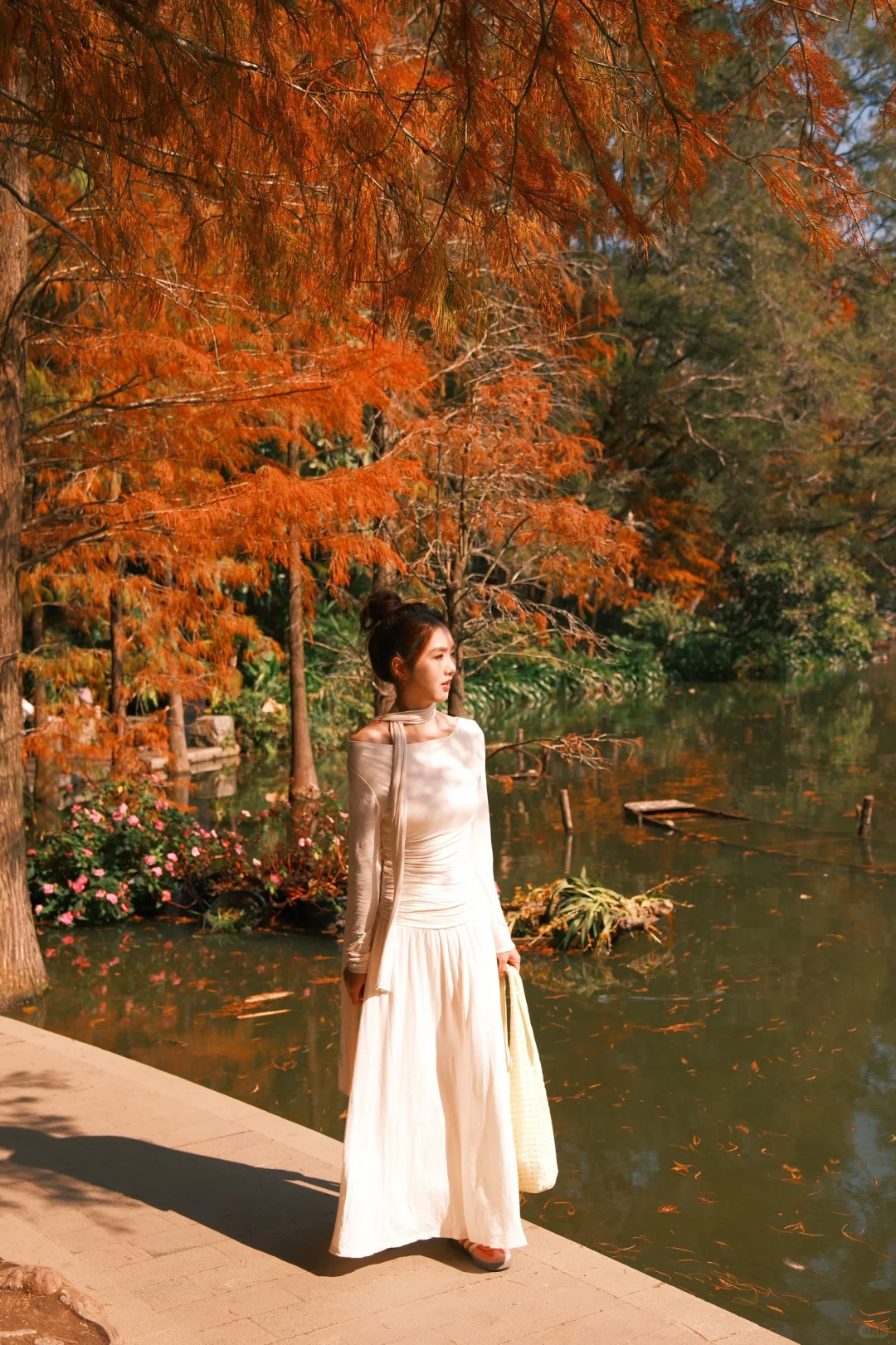 仙湖City walk📍落羽杉已美到最大值(附攻略