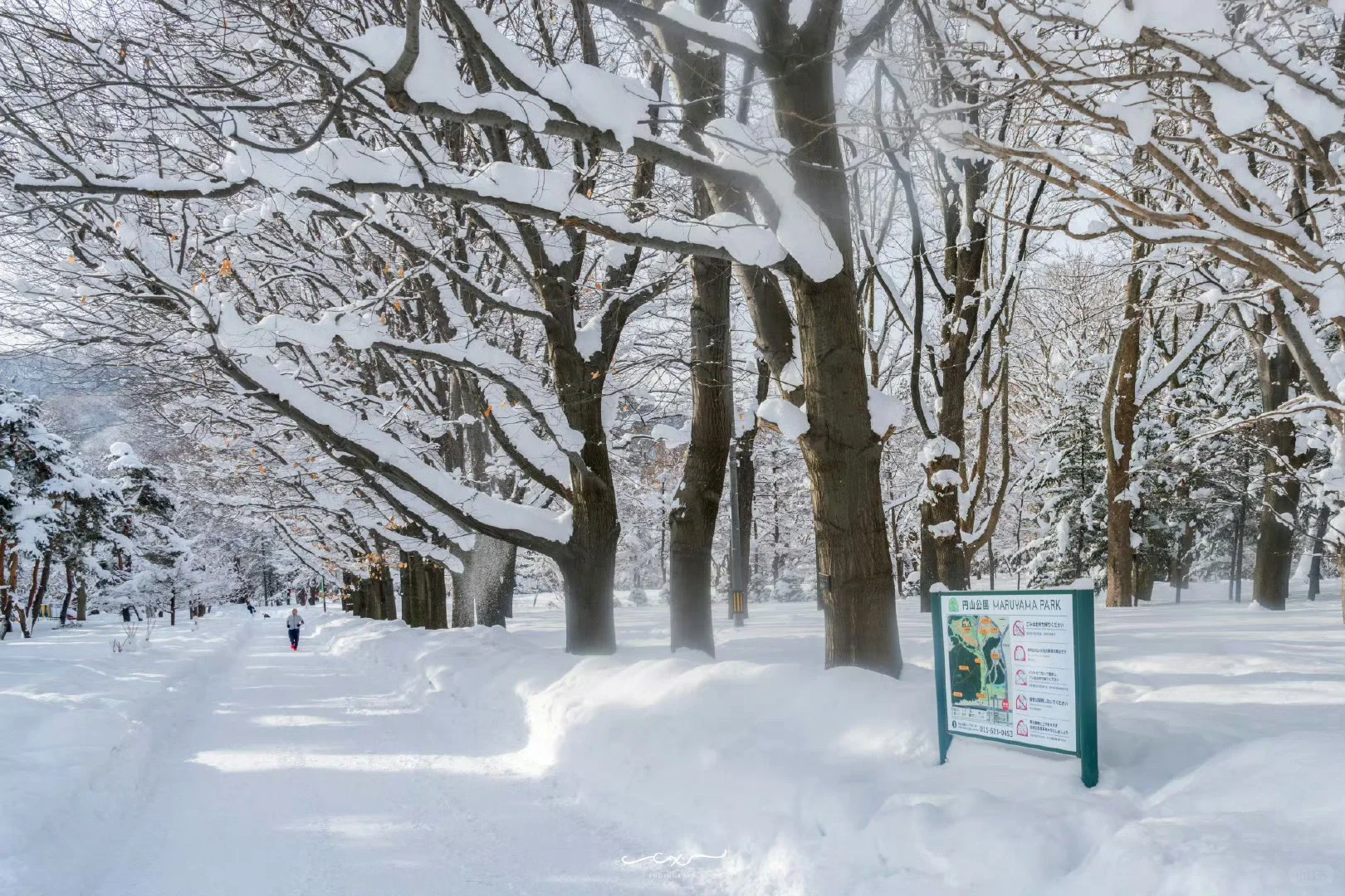 札幌必打卡景點：圓山公園｜攻略