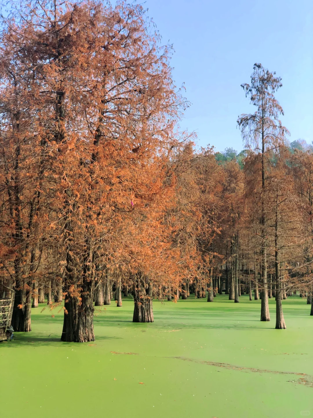 16月龄/带娃见世面，网红景区走一圈