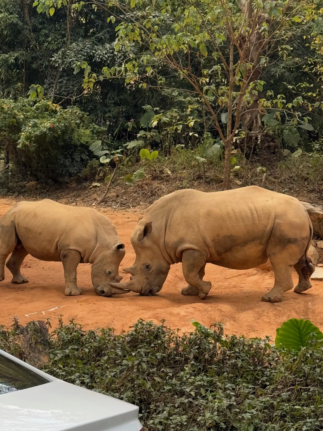 我宣布，长隆的动物真的是散养的
