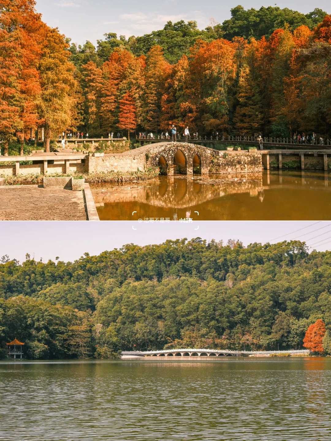 仙湖City walk📍落羽杉已美到最大值(附攻略