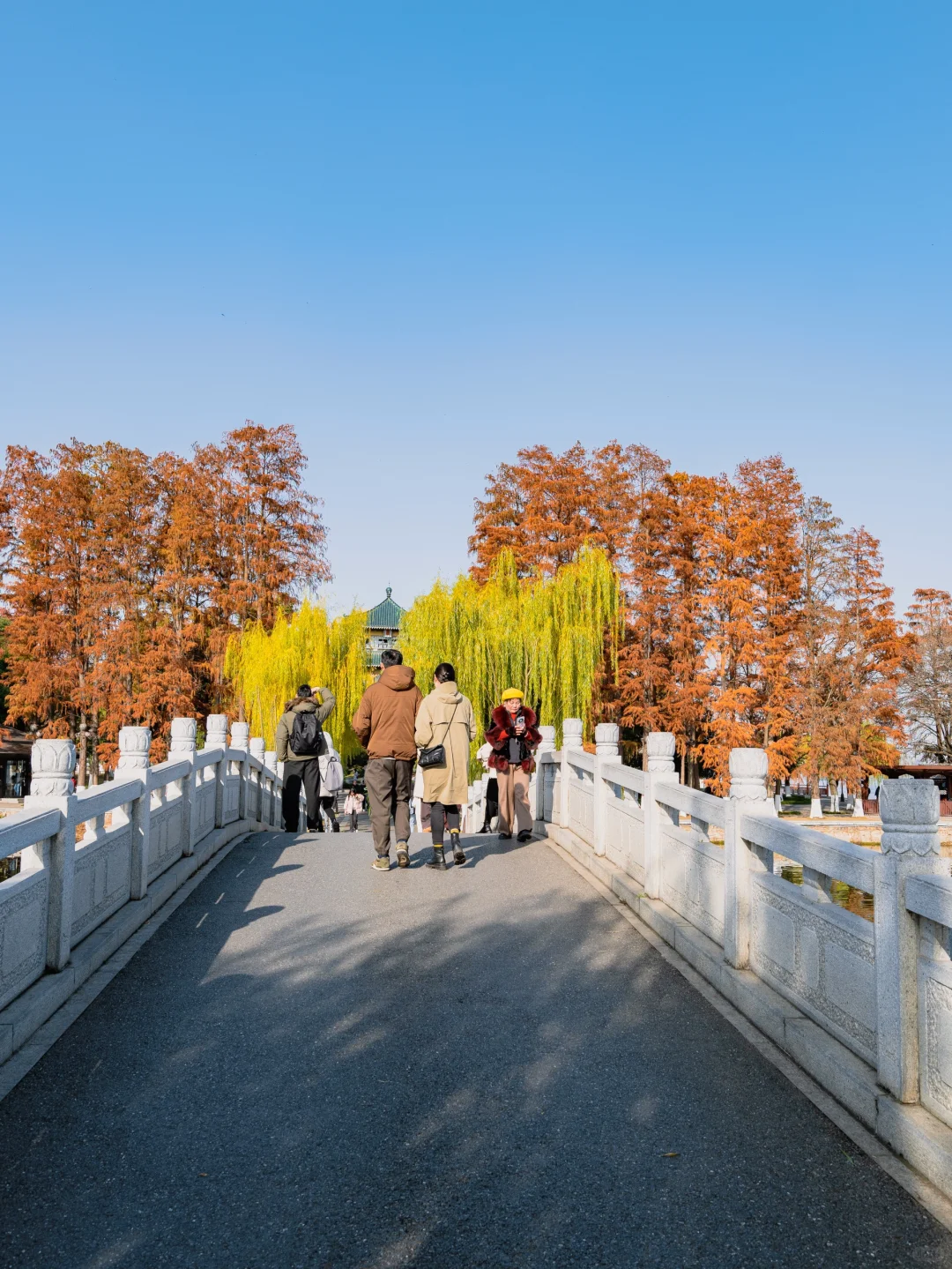此刻🍁东湖这里水杉都红啦，美爆的不像话‼️