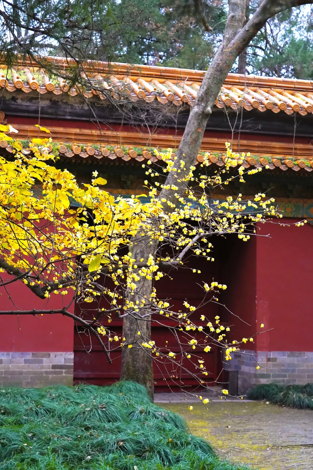 南京·明孝陵｜腊梅花已经开爆啦！！