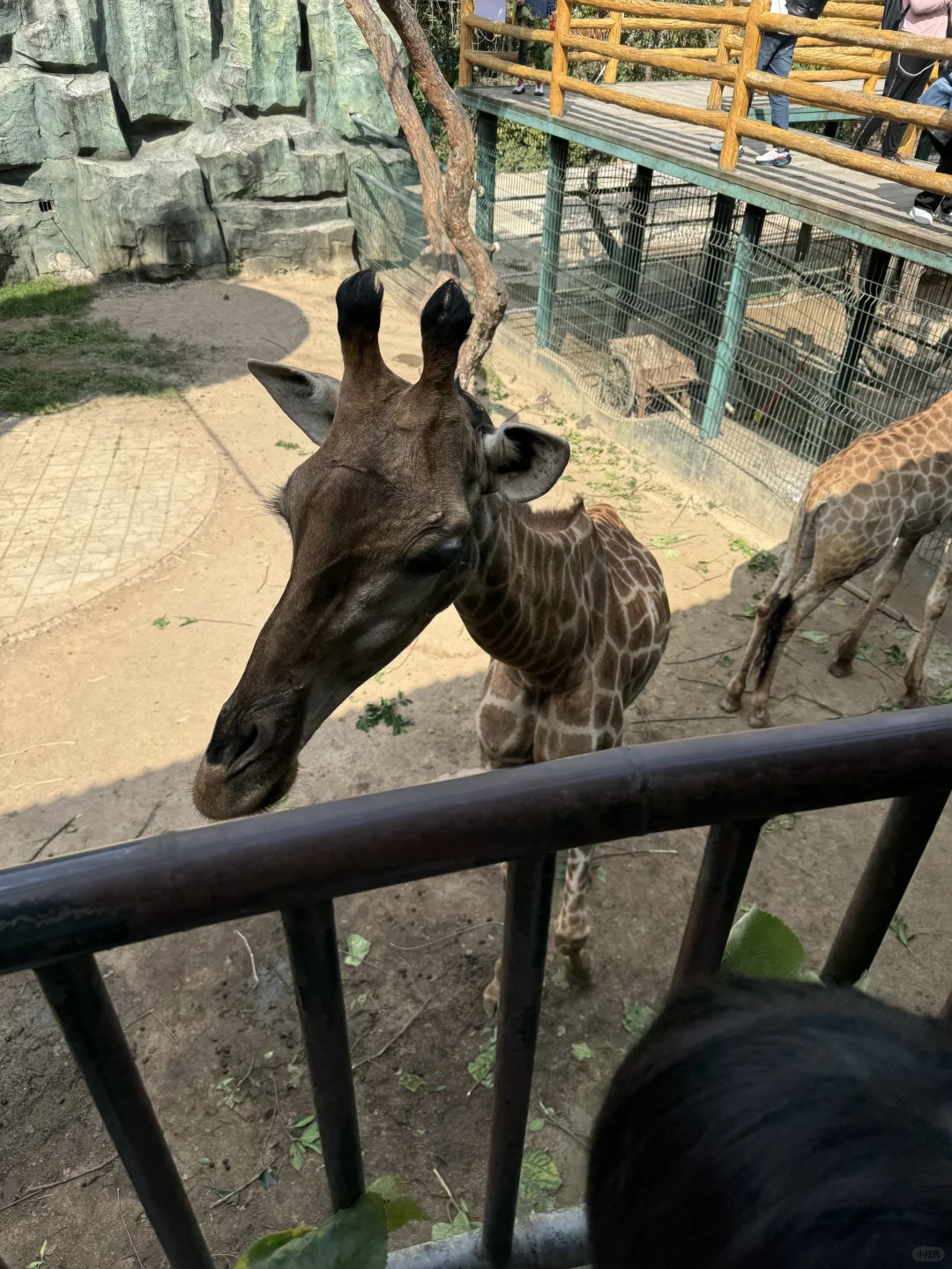 西双版纳娃最开心的景区居然是这！