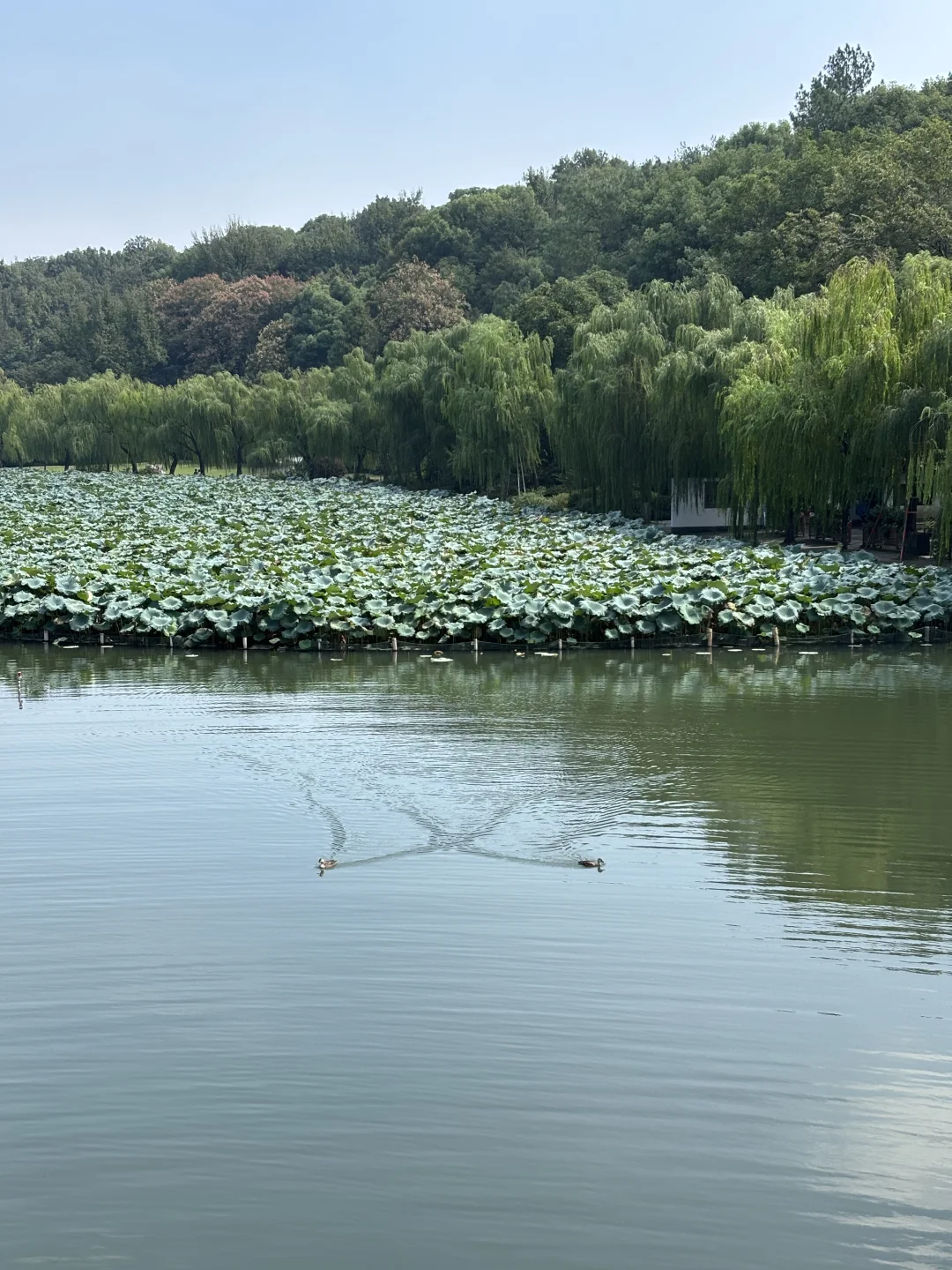 在西湖边溜达，自评6A级景区