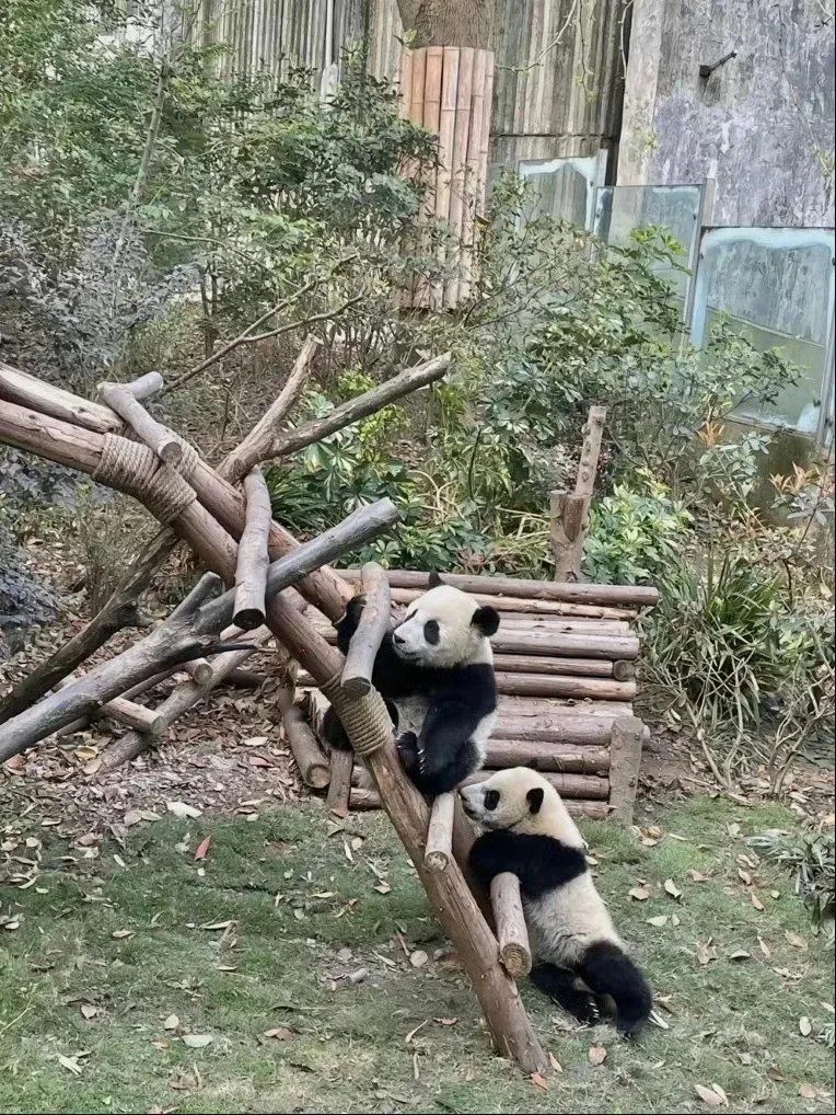 成都旅游｜连夜写的三天行程攻略！一定要看