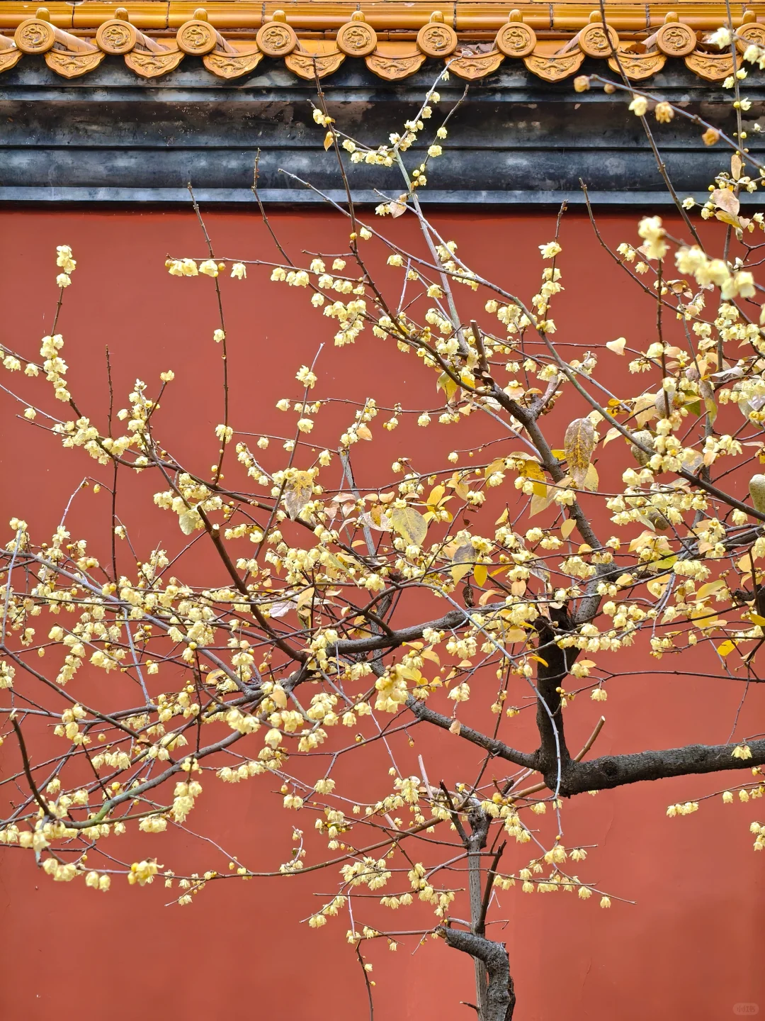 南京·明孝陵｜腊梅花已经开爆啦！！