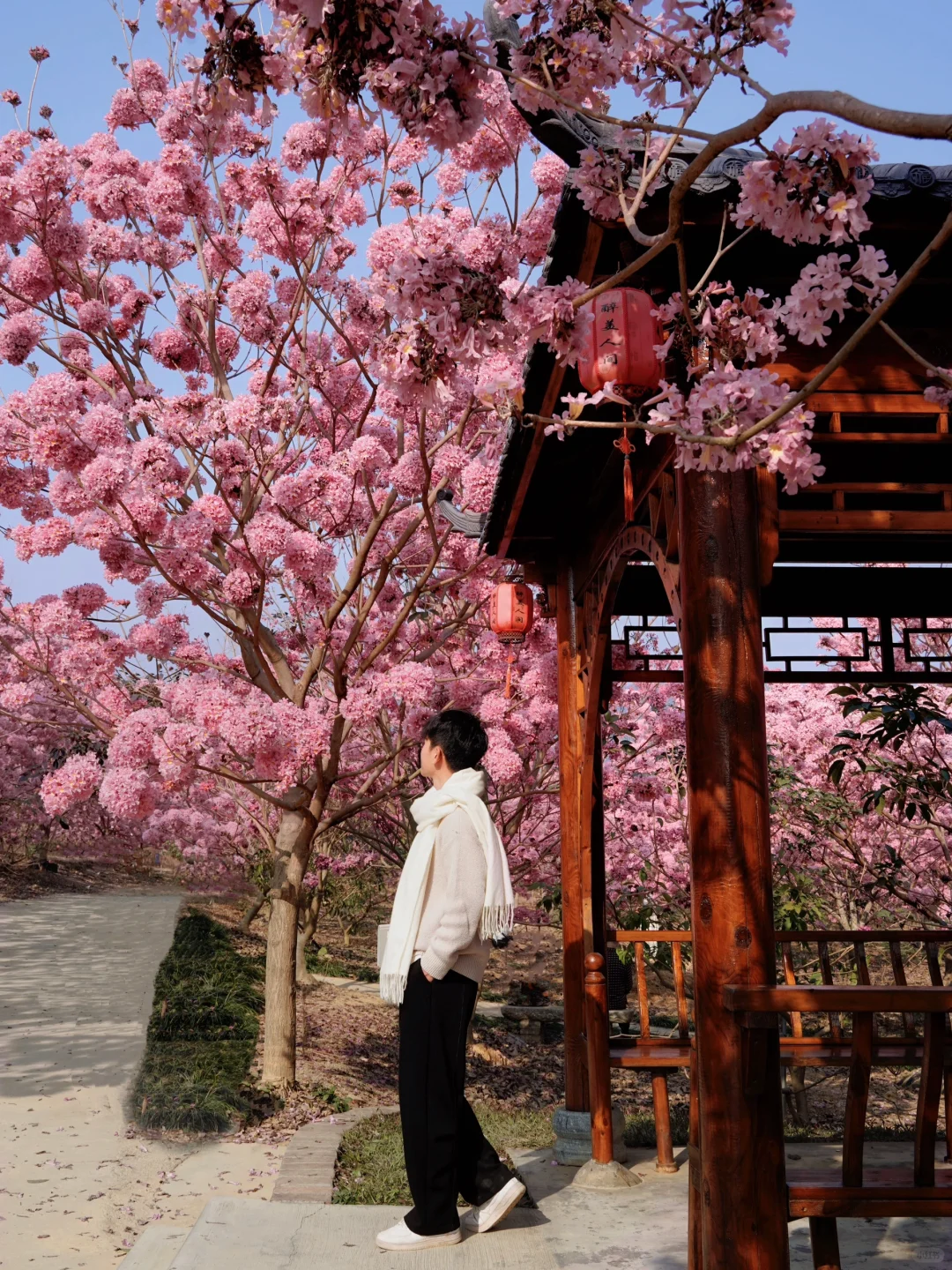 1.9实拍,广东风铃木丝毫不输大理樱花