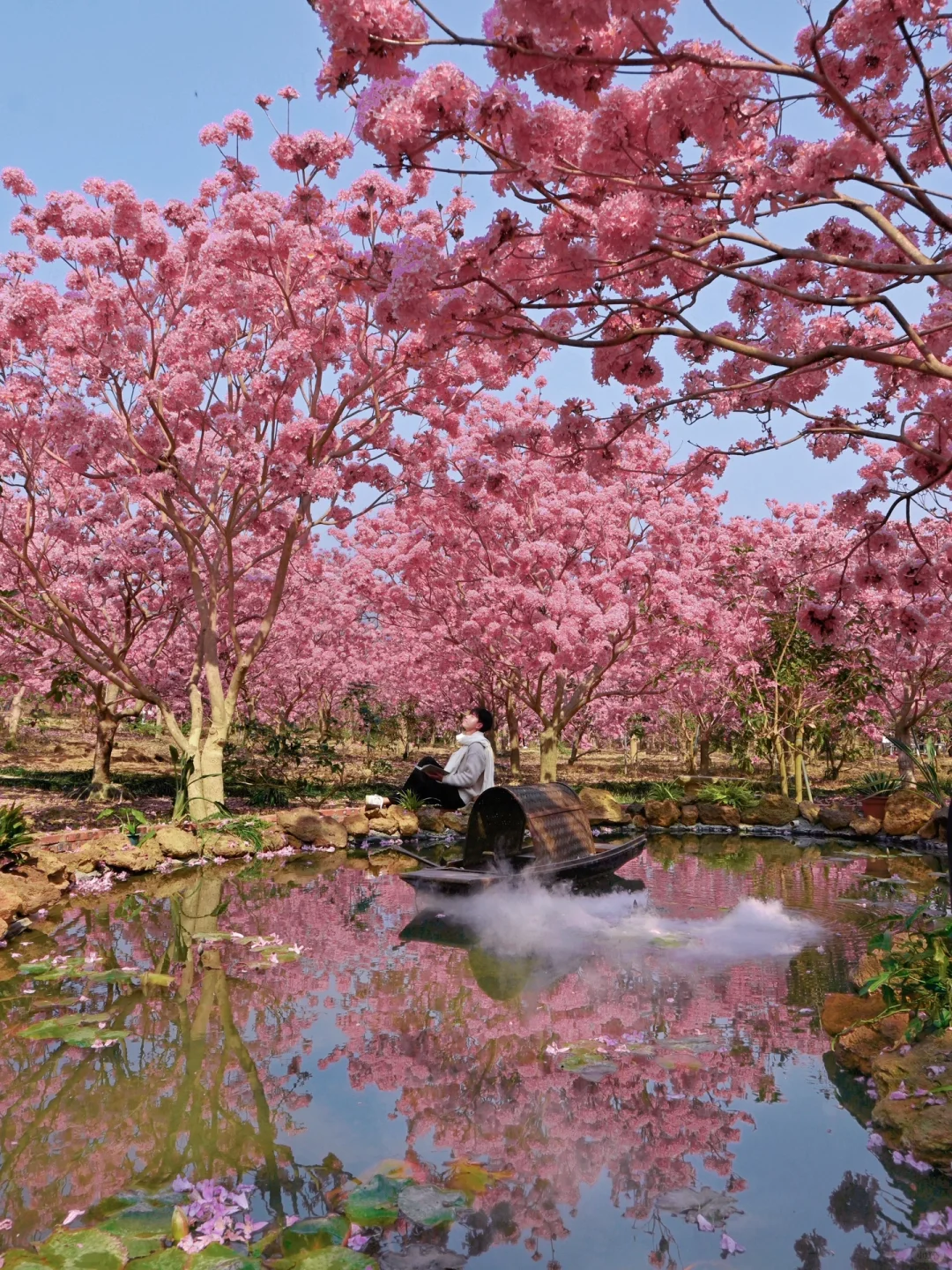 1.9实拍,广东风铃木丝毫不输大理樱花