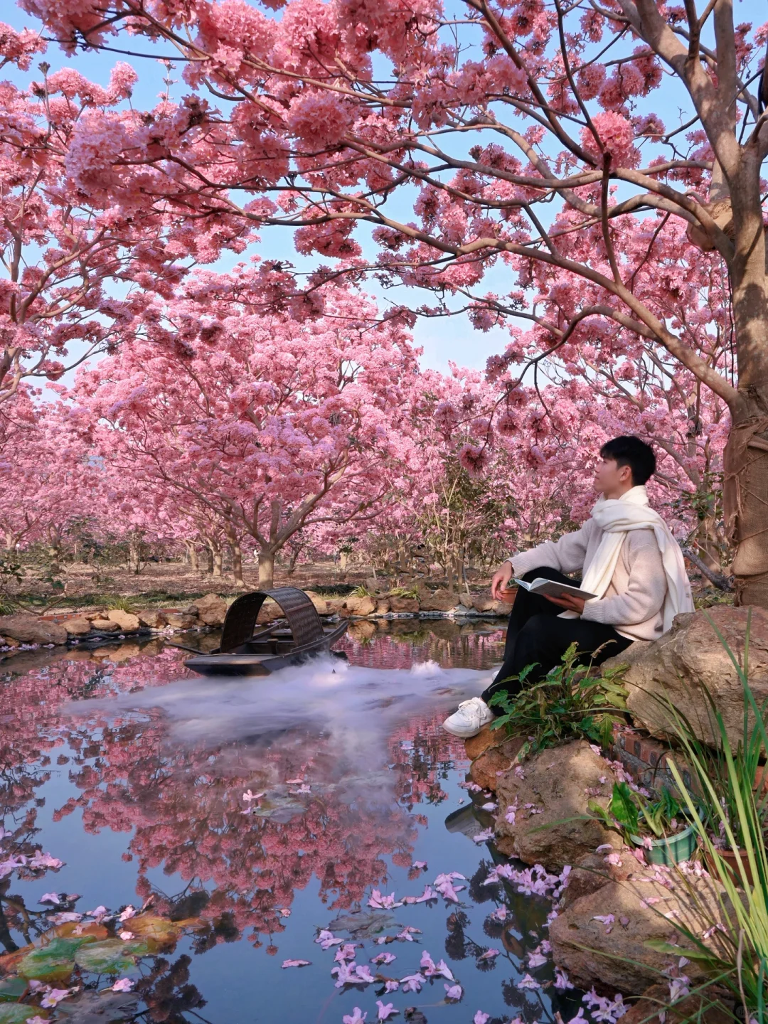 1.9实拍,广东风铃木丝毫不输大理樱花