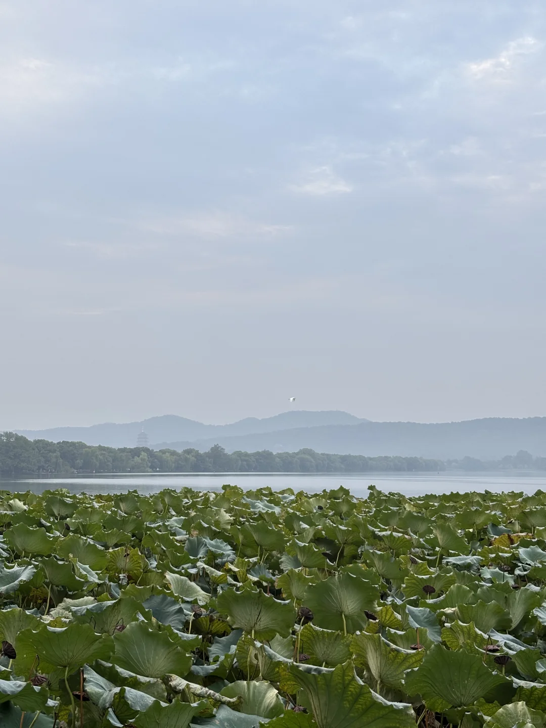 在西湖边溜达，自评6A级景区