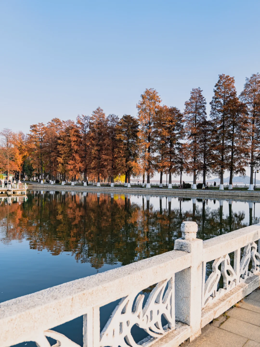 此刻🍁东湖这里水杉都红啦，美爆的不像话‼️
