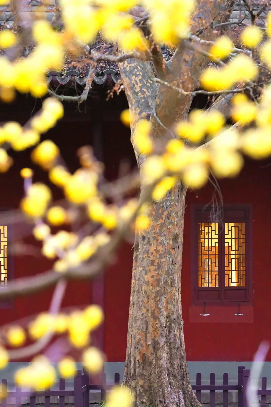 南京·明孝陵｜腊梅花已经开爆啦！！