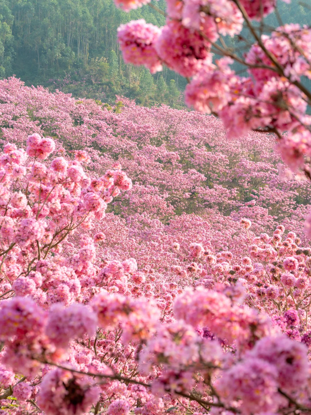 广东的冬天，紫风铃的最佳观赏时期‼️