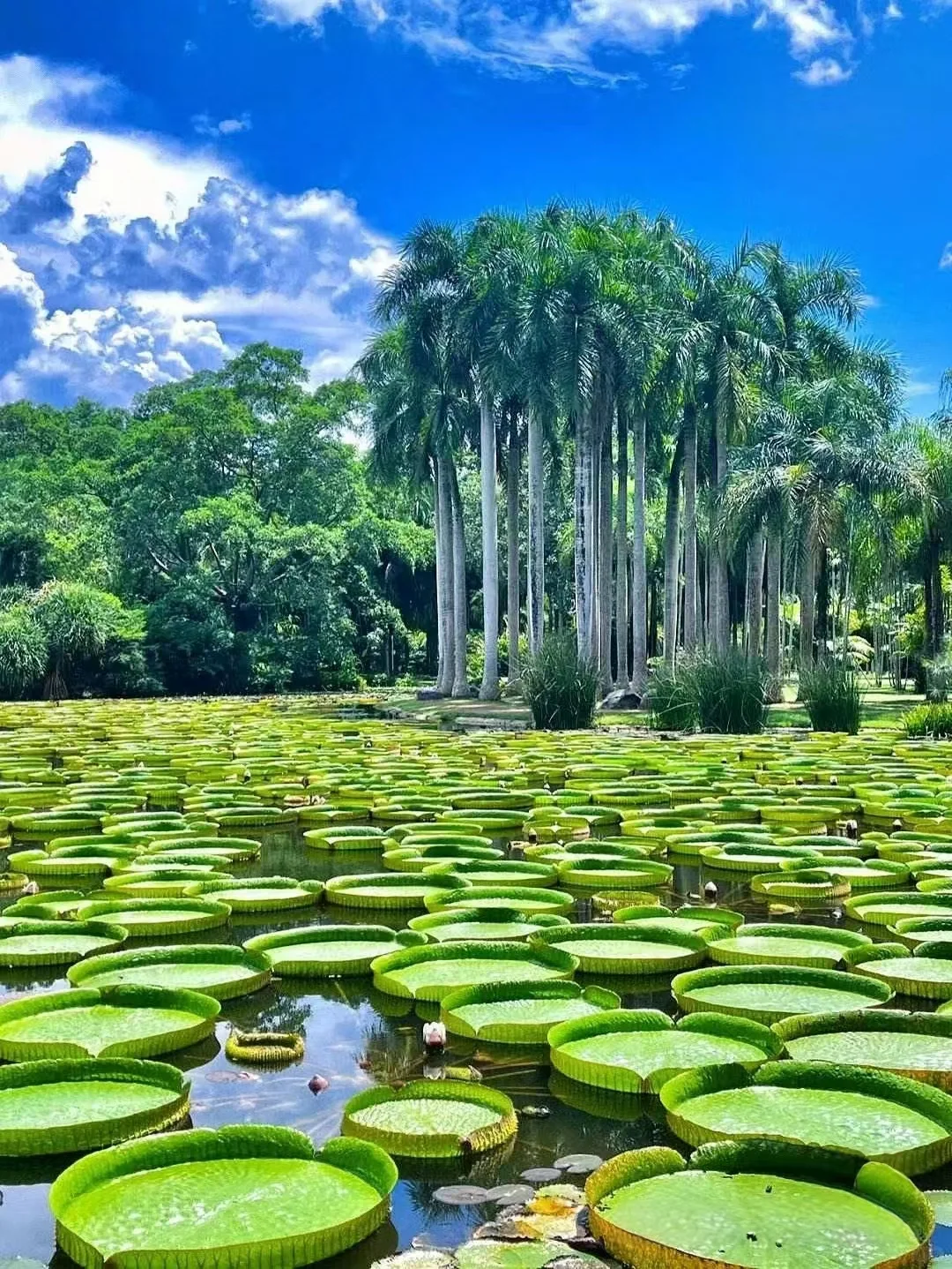 走进雨林仙境，邂逅傣族风情