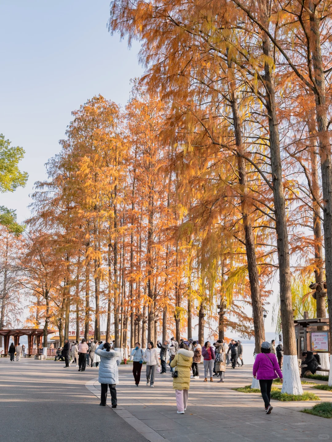 此刻🍁东湖这里水杉都红啦，美爆的不像话‼️