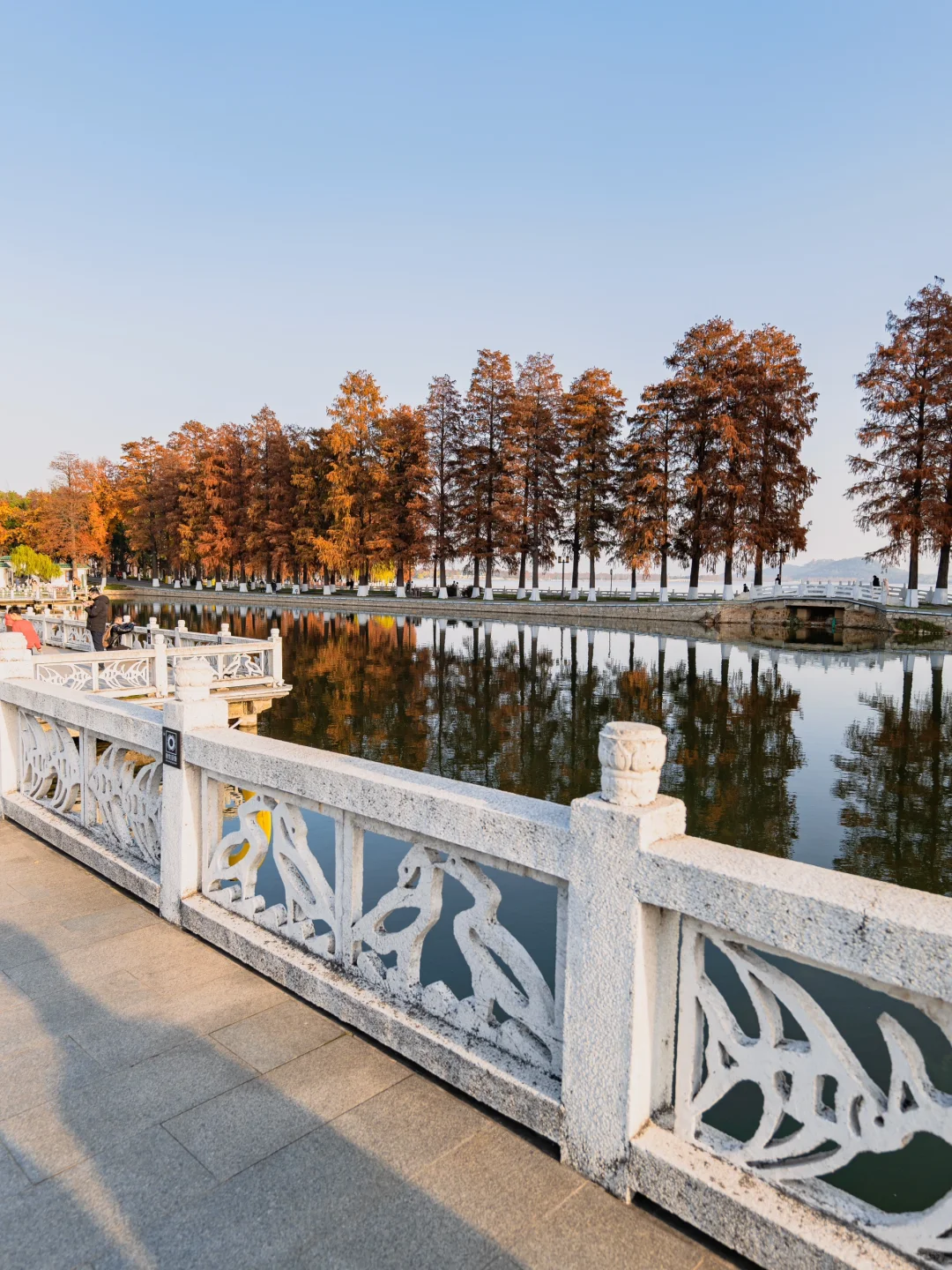 此刻🍁东湖这里水杉都红啦，美爆的不像话‼️