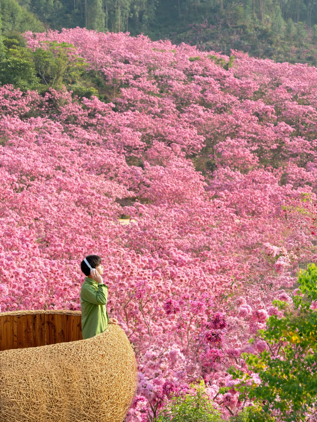 广东的冬天，紫风铃的最佳观赏时期‼️