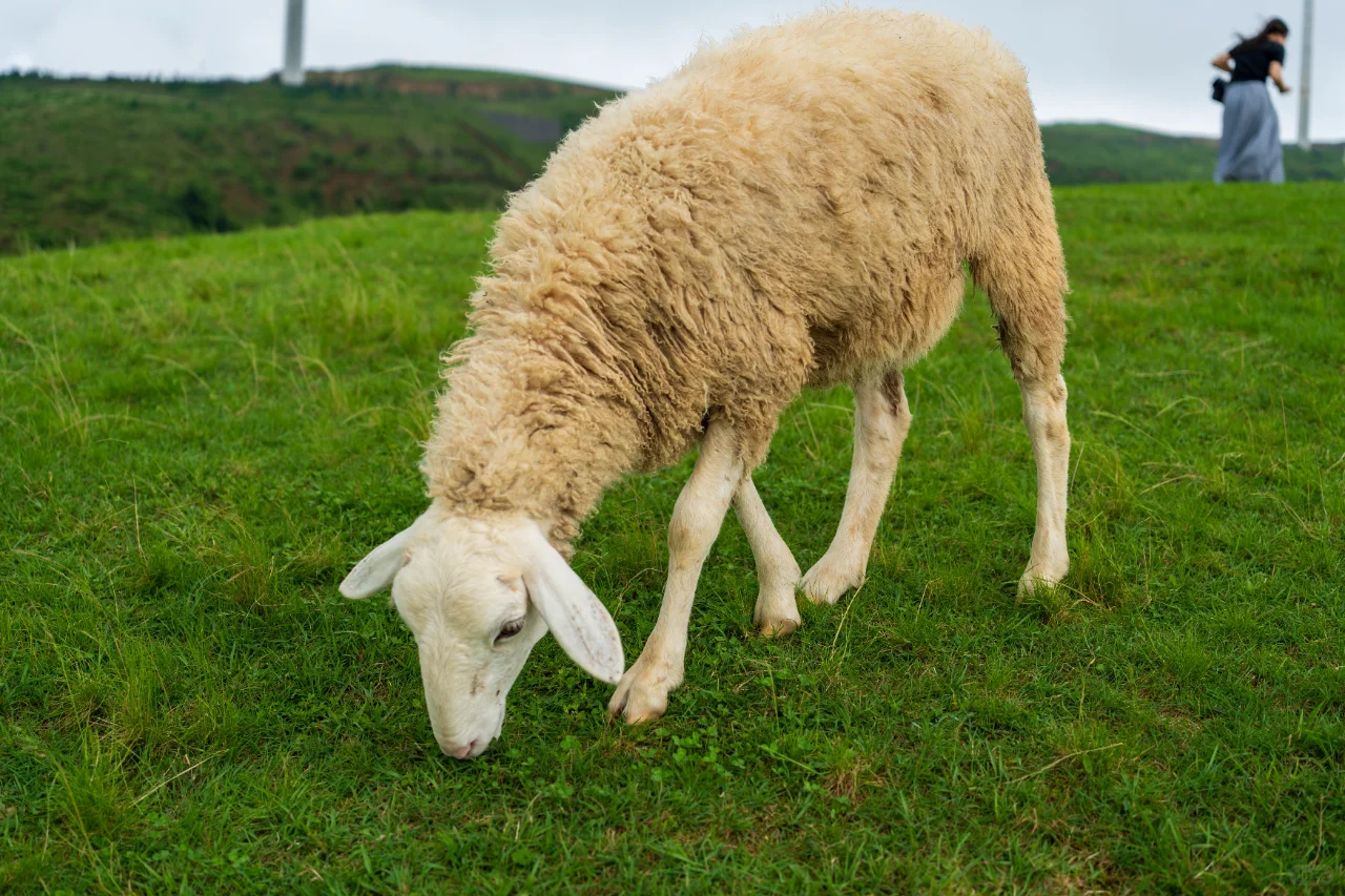 郴州旅拍日记①-仰天湖大草原