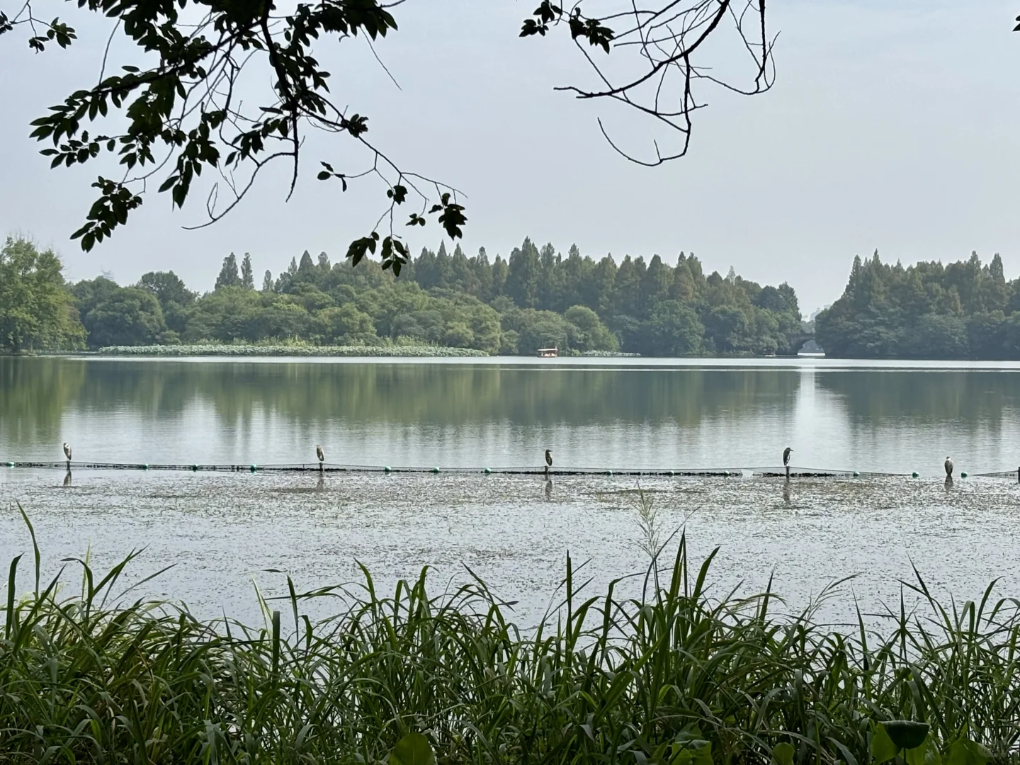 在西湖边溜达，自评6A级景区