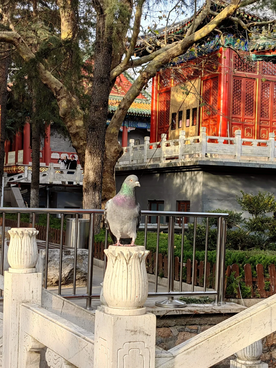 👉青岛湛山寺🙏真的一去寡三年么🆘