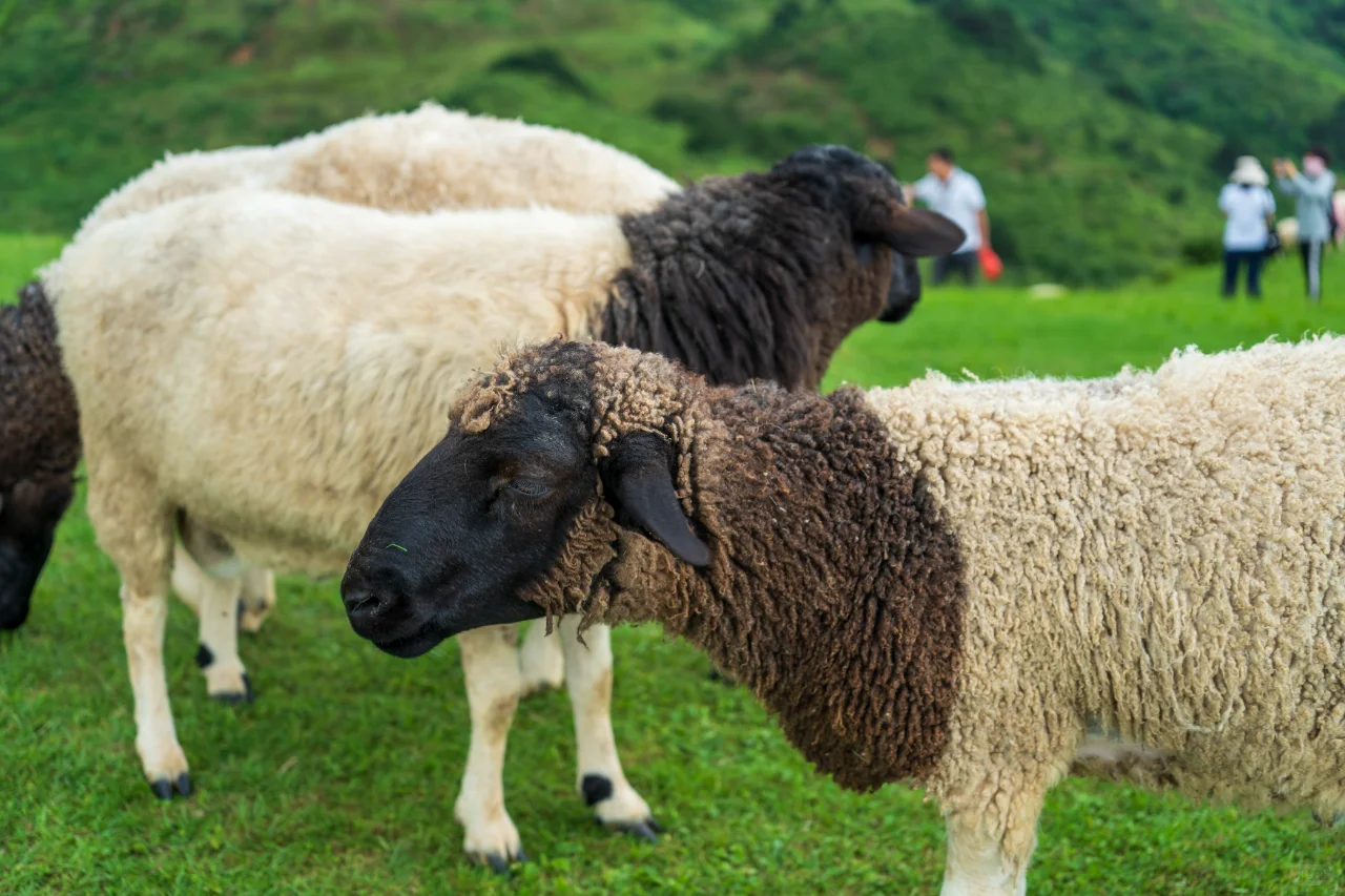 郴州旅拍日记①-仰天湖大草原