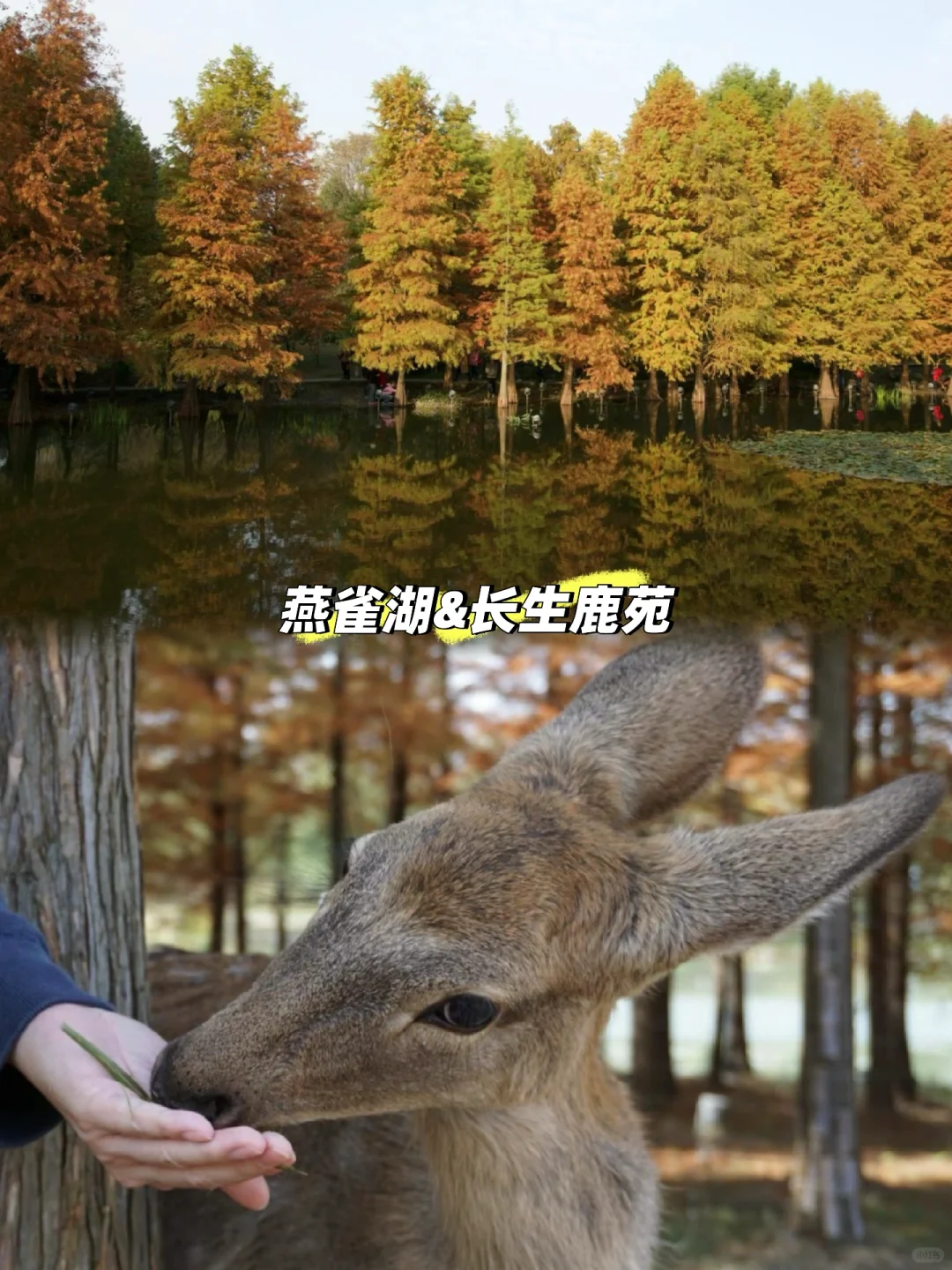 中山陵vs明孝陵vs美龄宫