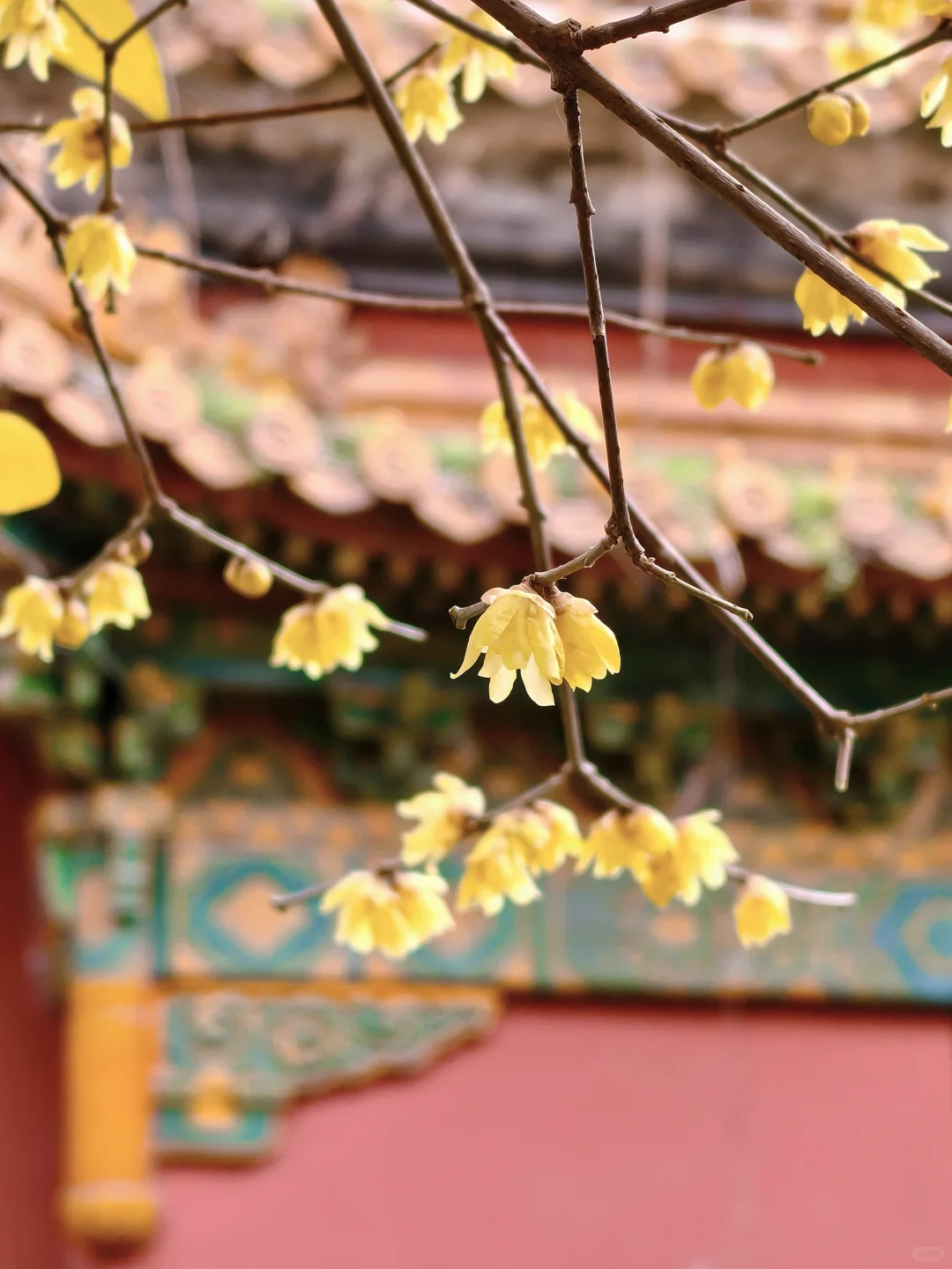 南京·明孝陵｜腊梅花已经开爆啦！！