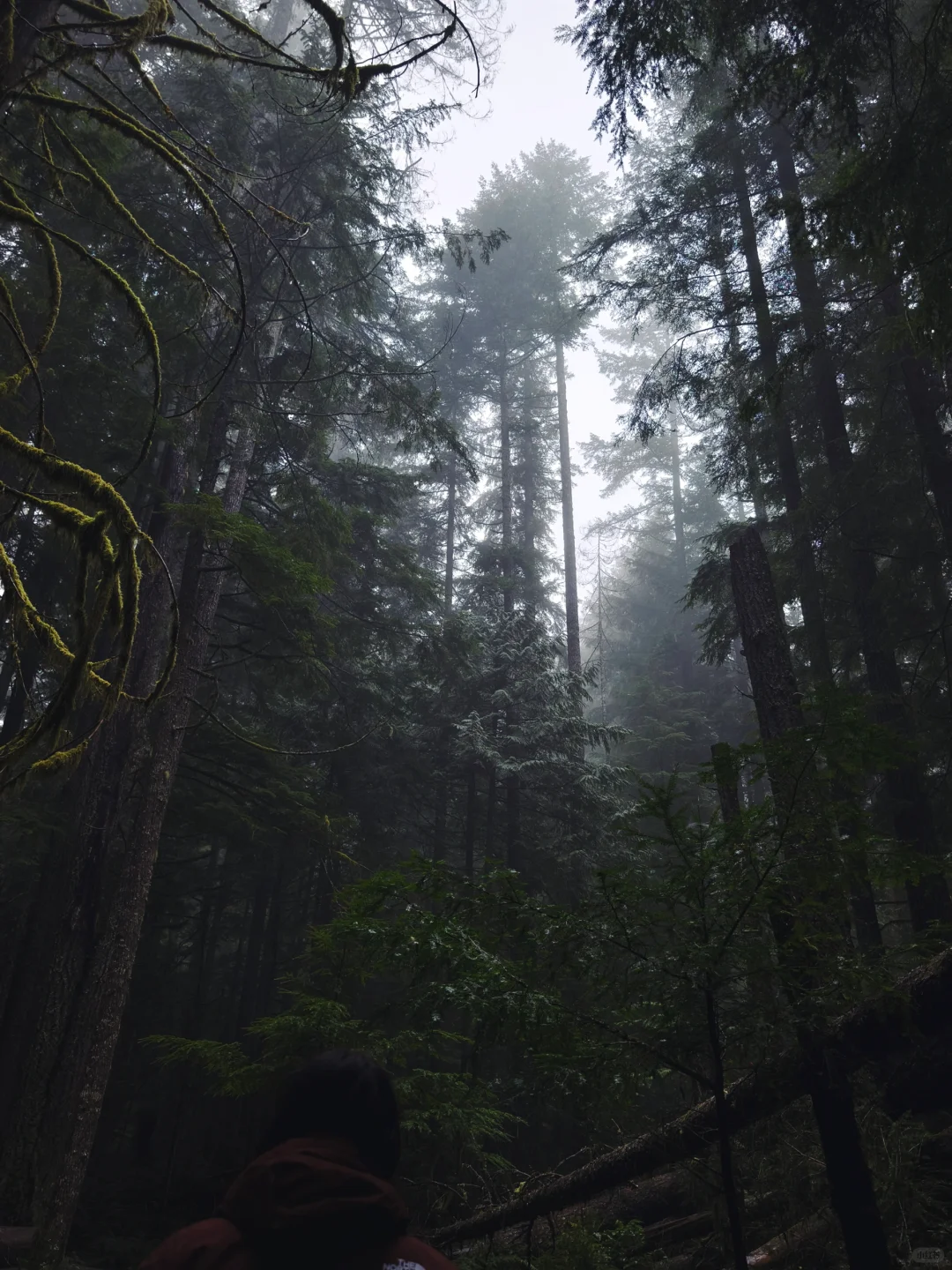 西雅图很美 拍到了我很喜欢的照片