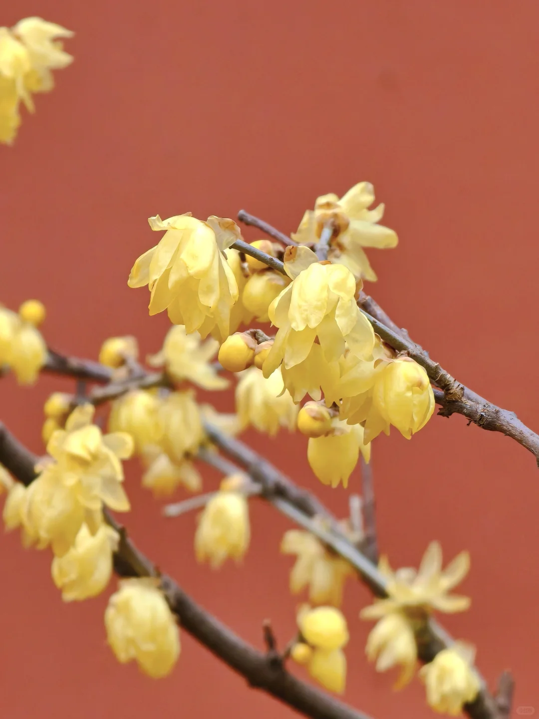南京·明孝陵｜腊梅花已经开爆啦！！